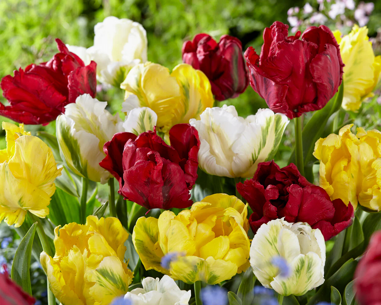 Tulip 'Red Madonna' - Image 6