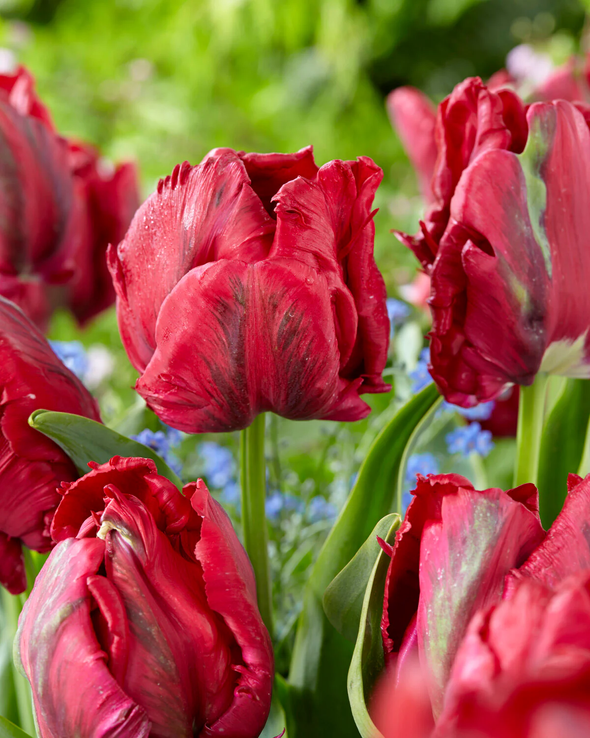 Tulip 'Red Madonna' - Image 7
