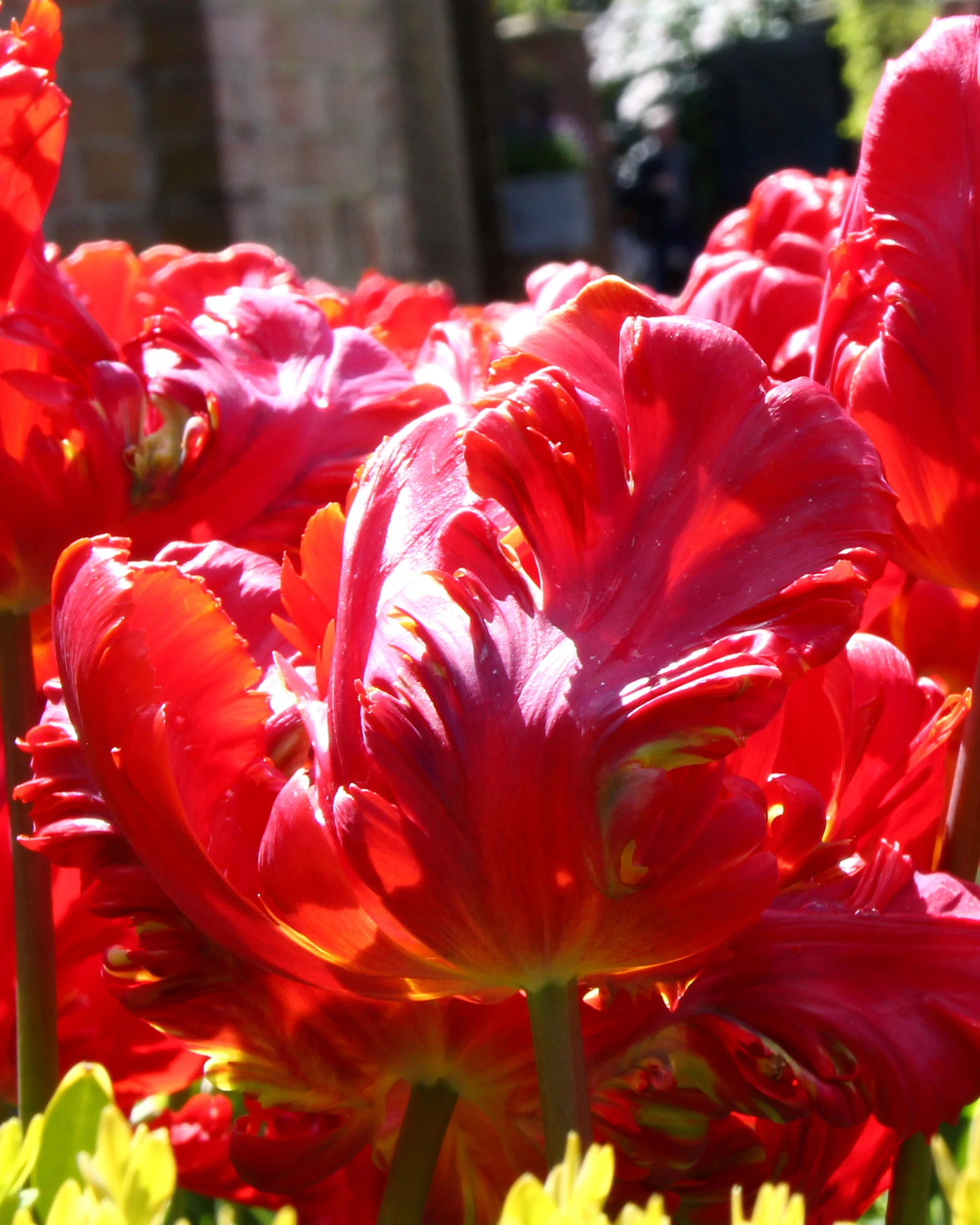 Tulip 'Red Parrot'