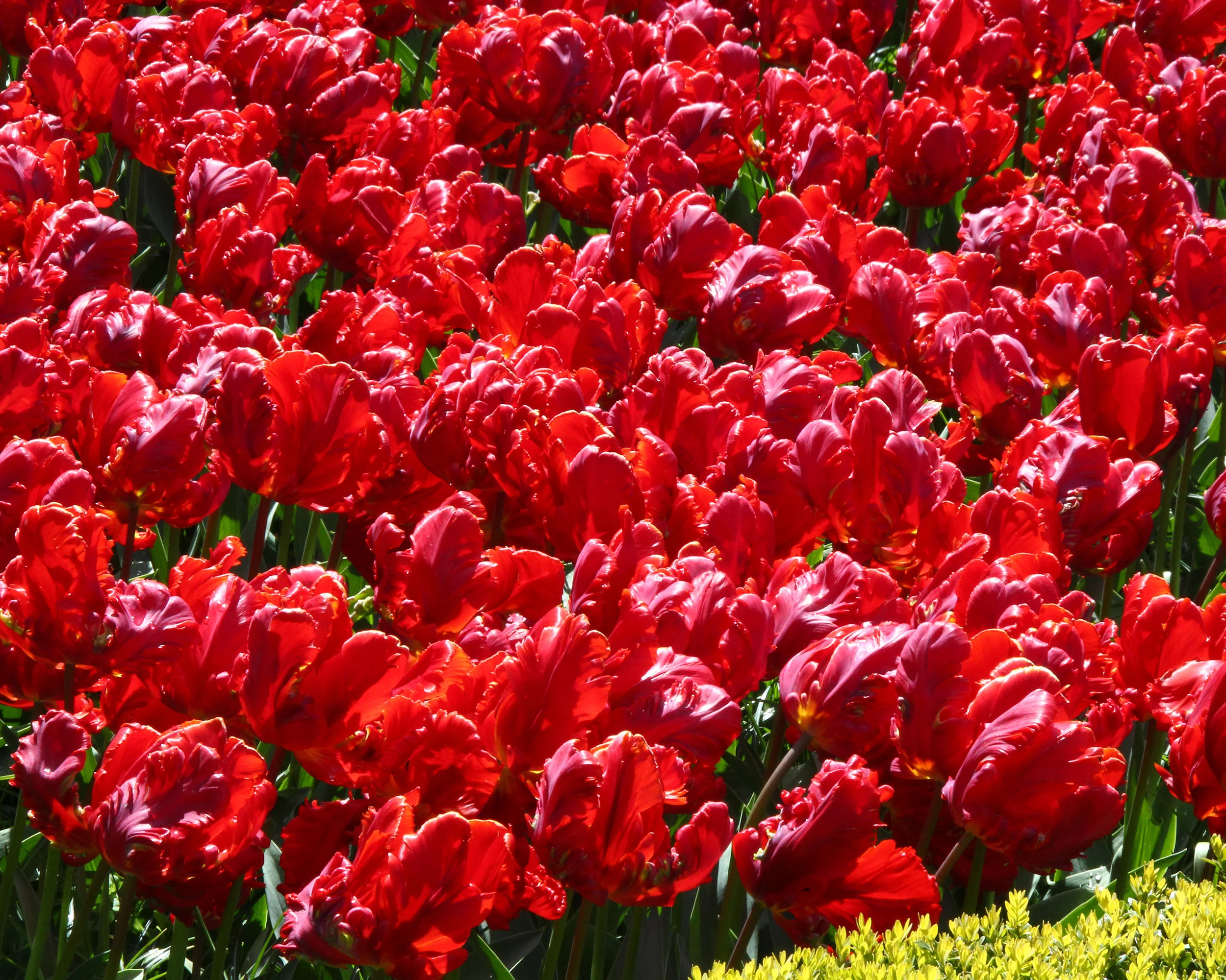 Tulip 'Red Parrot' - Image 4