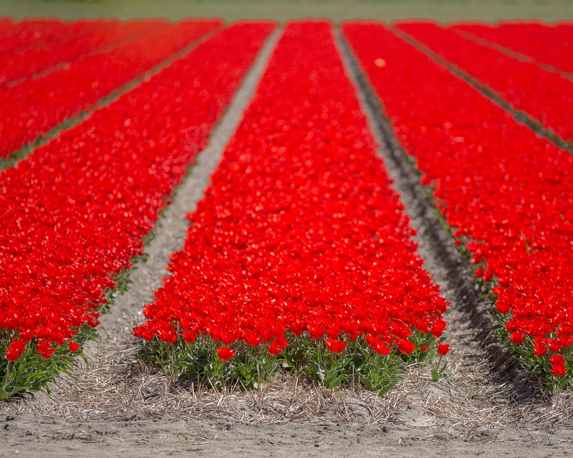 Tulip 'Red Riding Hood' - Image 2