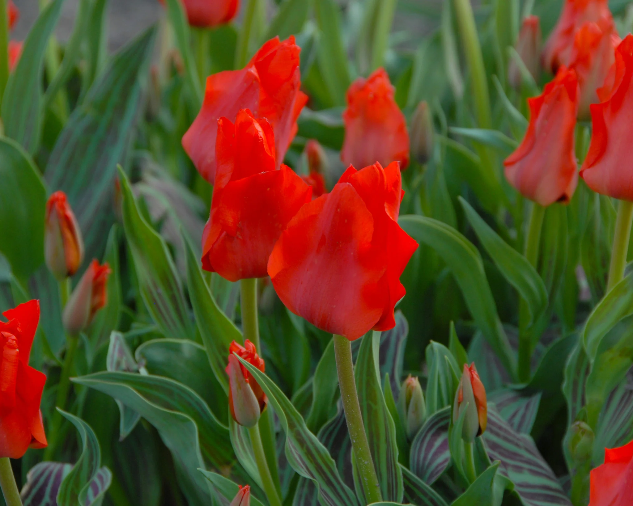 Tulip 'Red Riding Hood' - Image 3