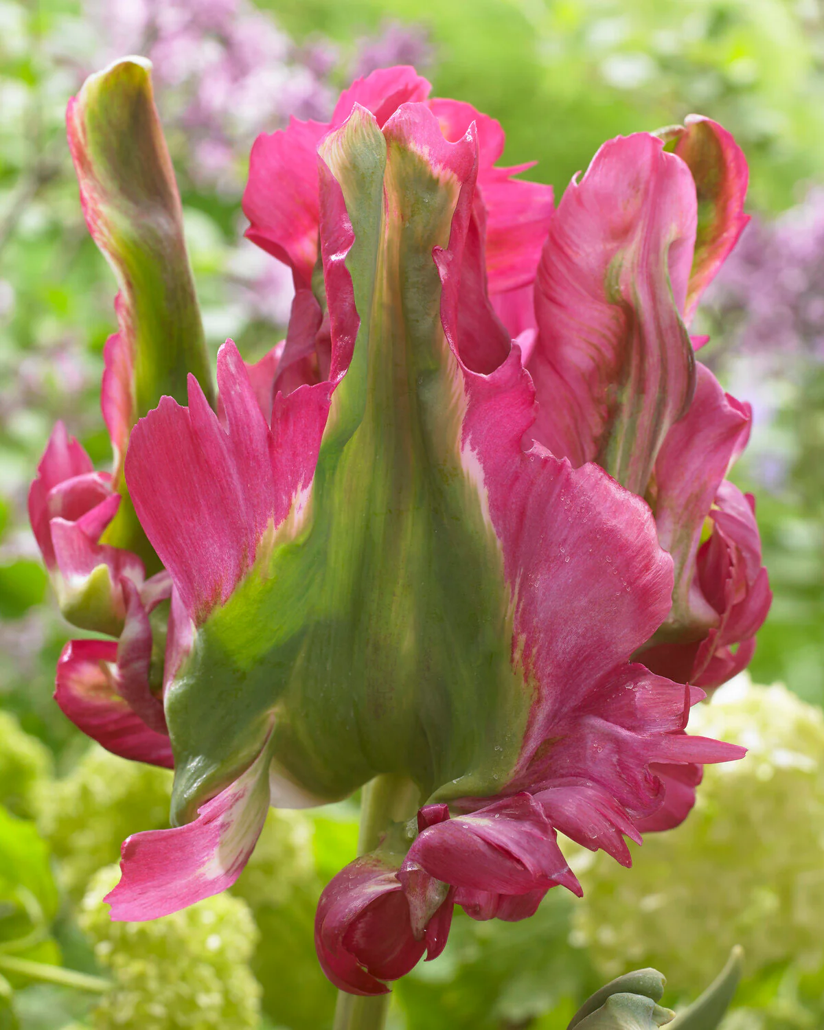Tulip 'Red Wave' - Image 3