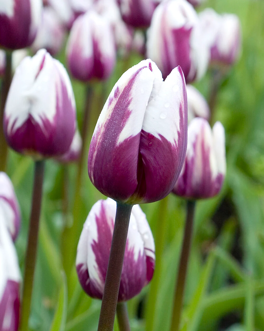 Tulip 'Rems Favourite' - Image 4