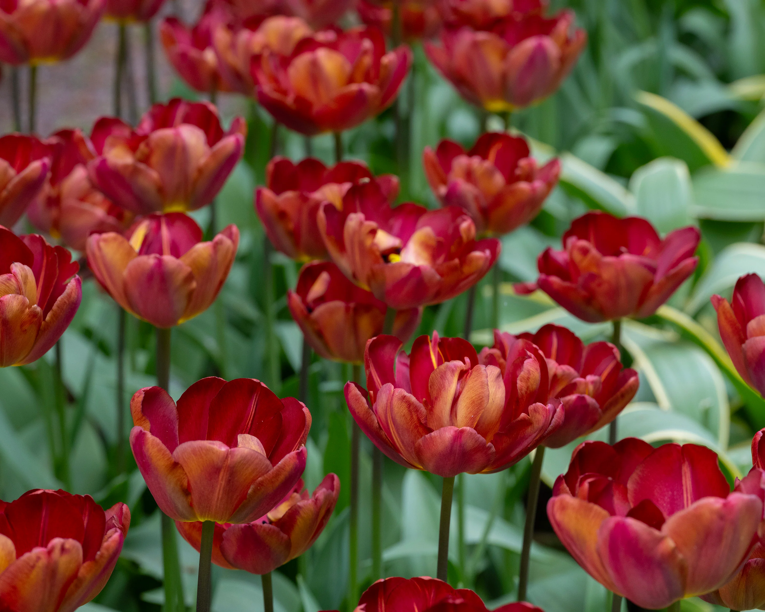 Tulip 'Ridgedale' - Image 2