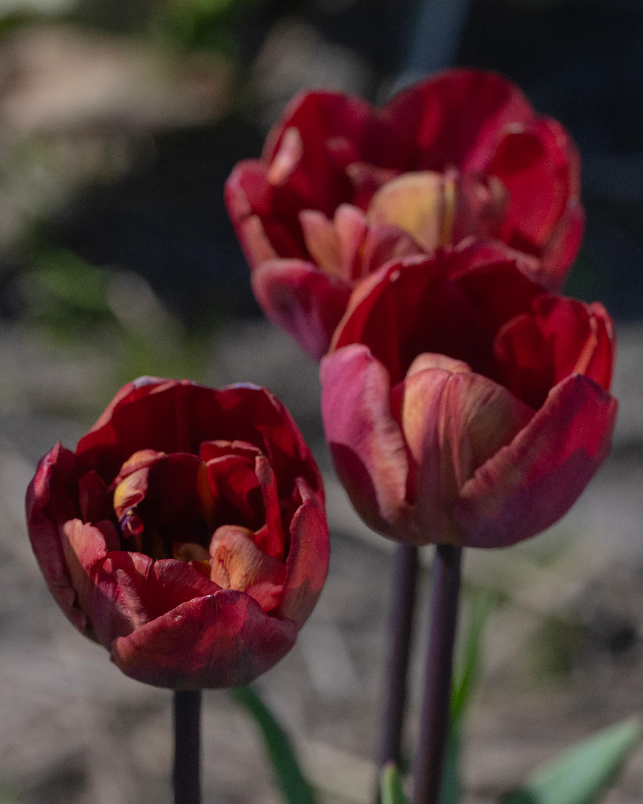 Tulip 'Ridgedale' - Image 5