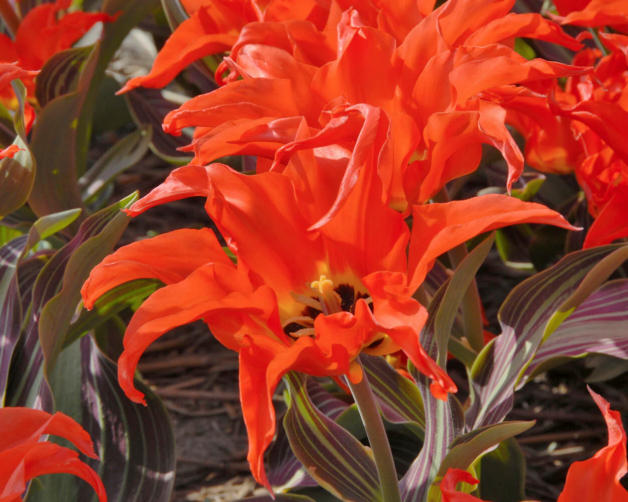 Tulip 'Rigas Barikades' - Image 11