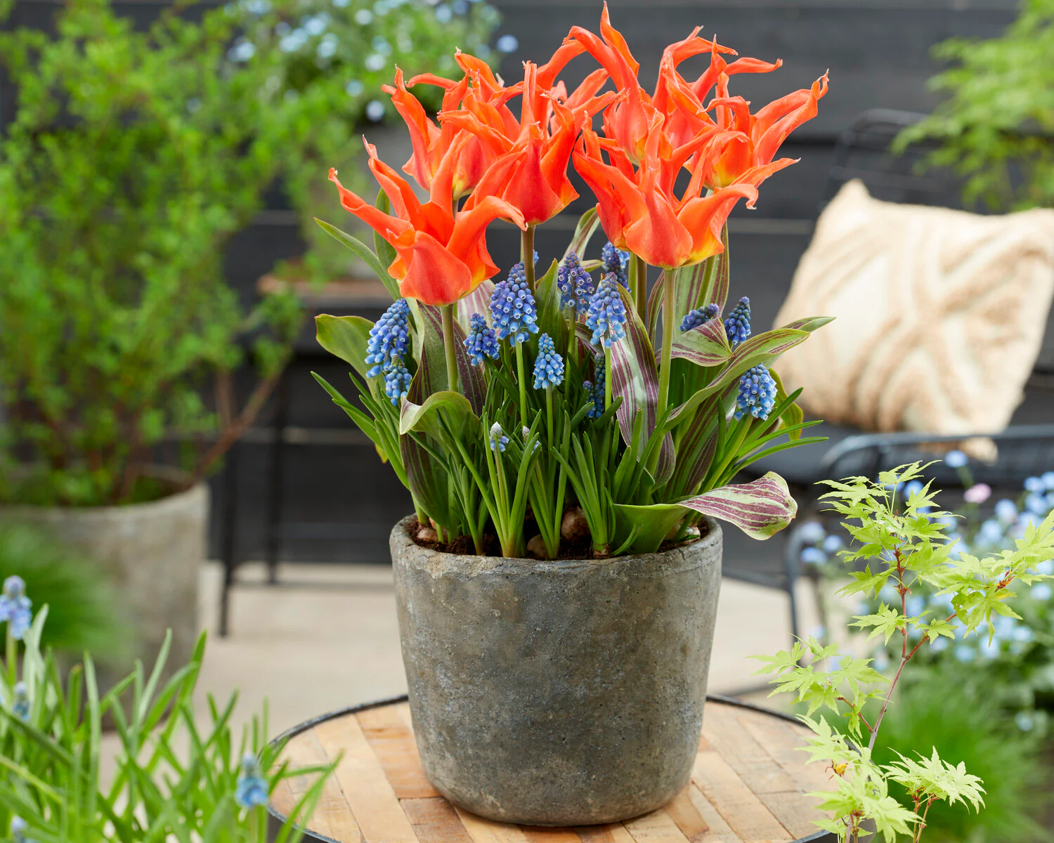 Tulip 'Rigas Barikades' - Image 12