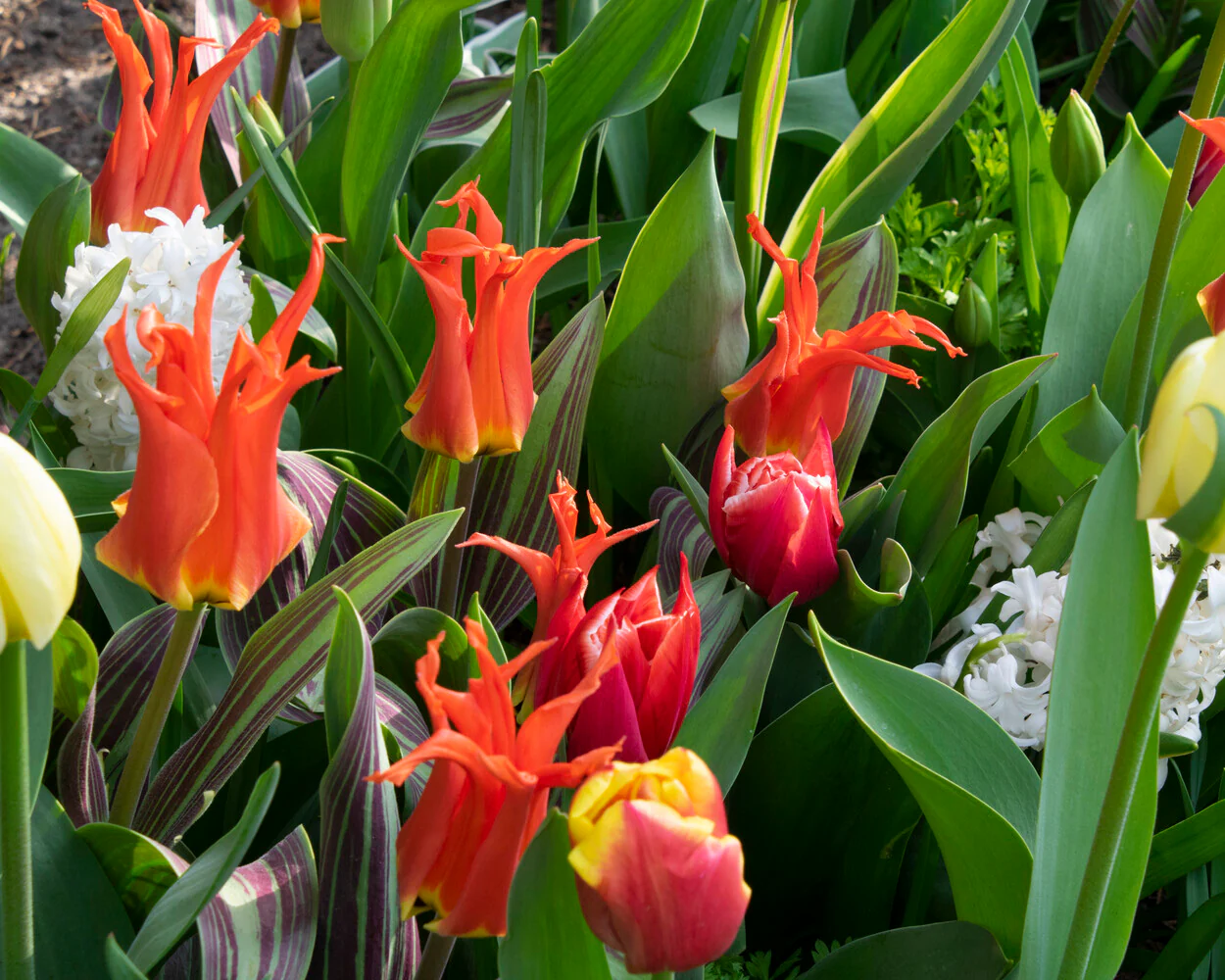 Tulip 'Rigas Barikades' - Image 4