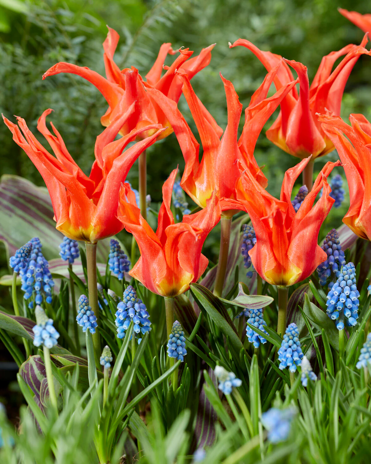 Tulip 'Rigas Barikades' - Image 5