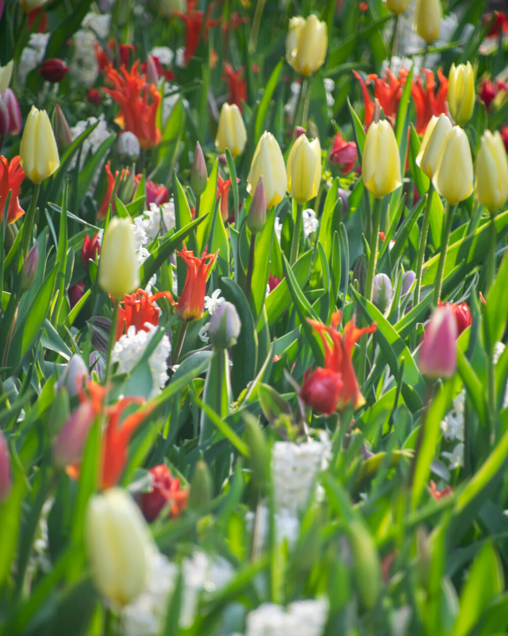Tulip 'Rigas Barikades' - Image 9