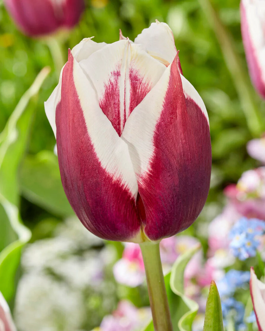 Tulip 'Rimini' - Image 3