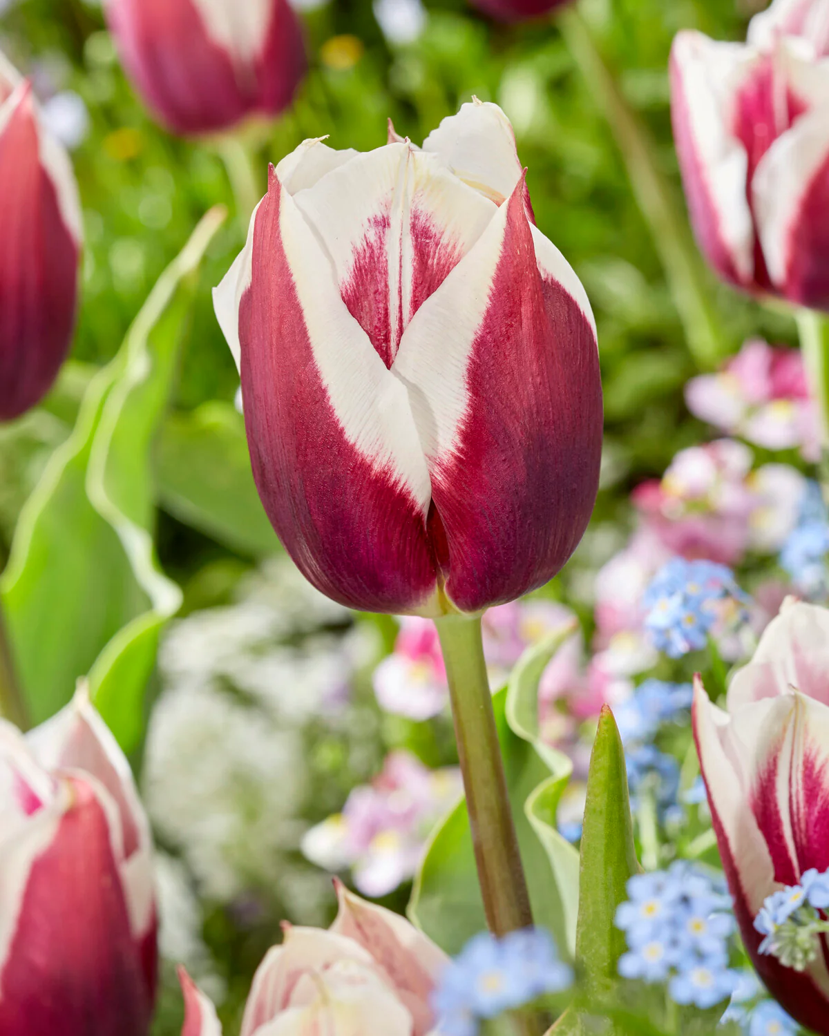 Tulip 'Rimini' - Image 4