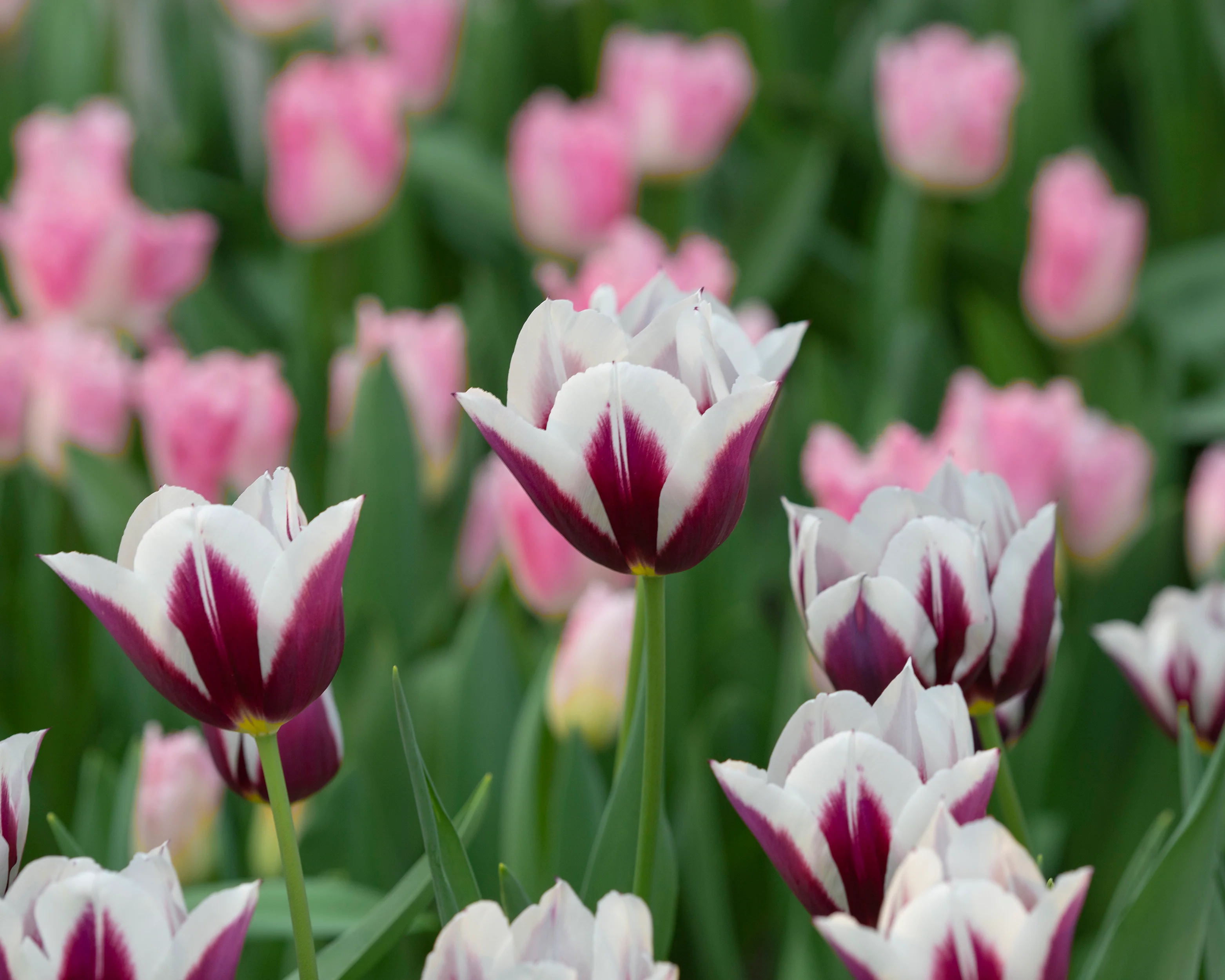 Tulip 'Rimini' - Image 5