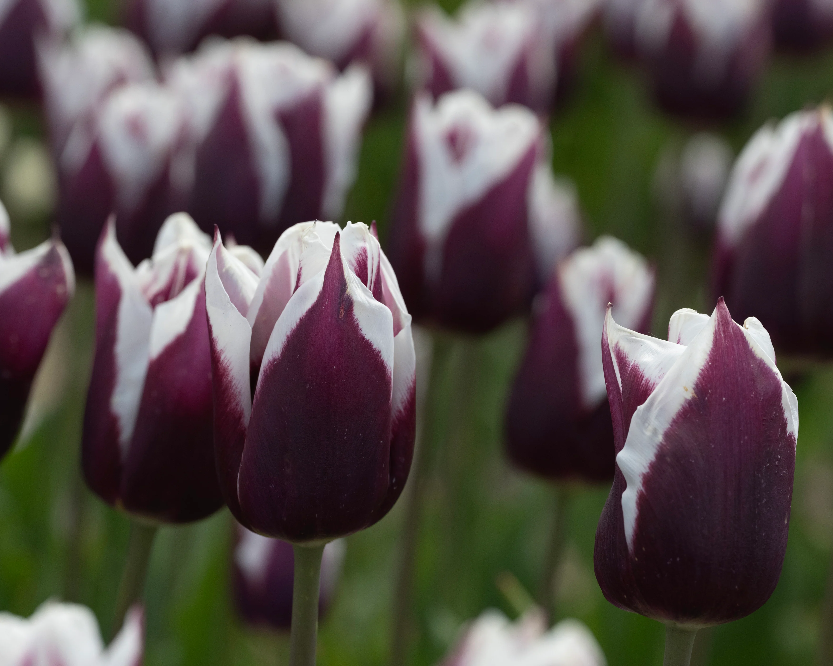 Tulip 'Rimini' - Image 7