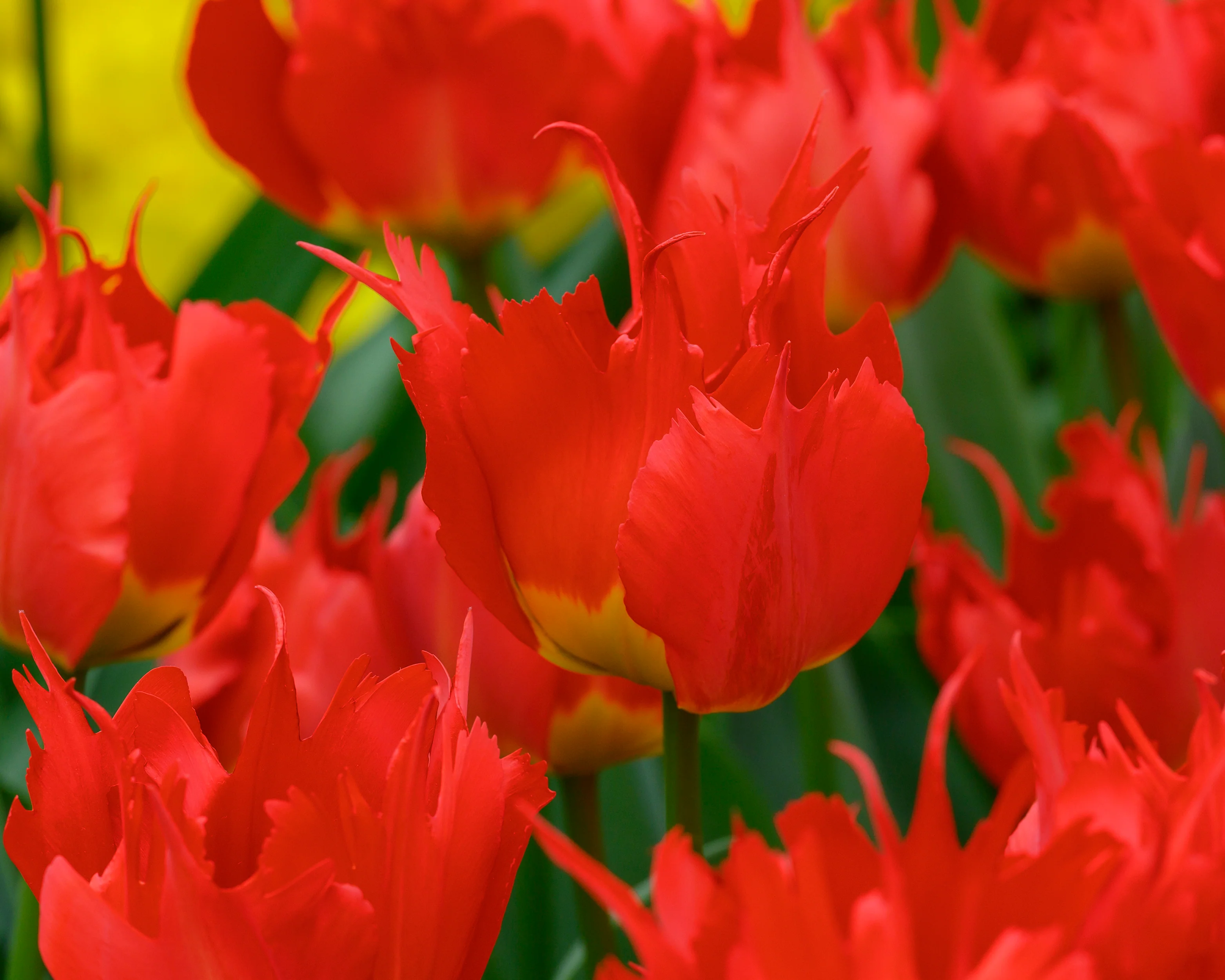 Tulip 'Robbedoes' - Image 10