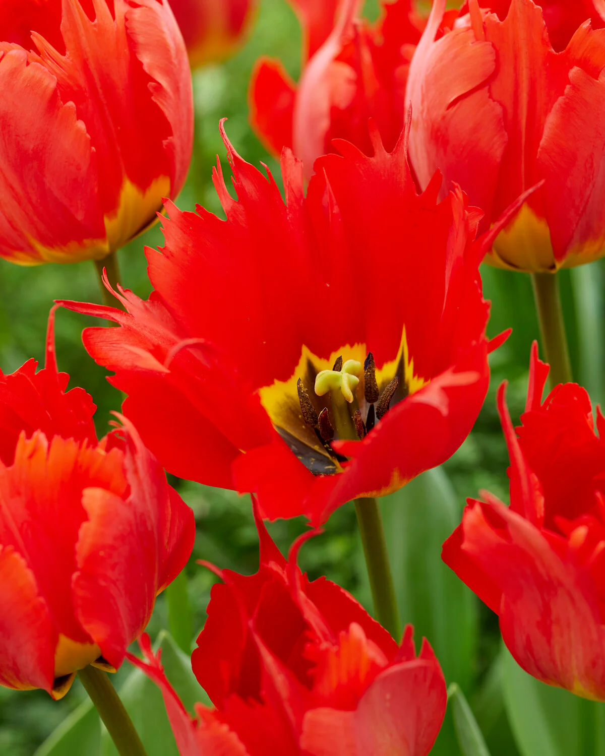 Tulip 'Robbedoes' - Image 11