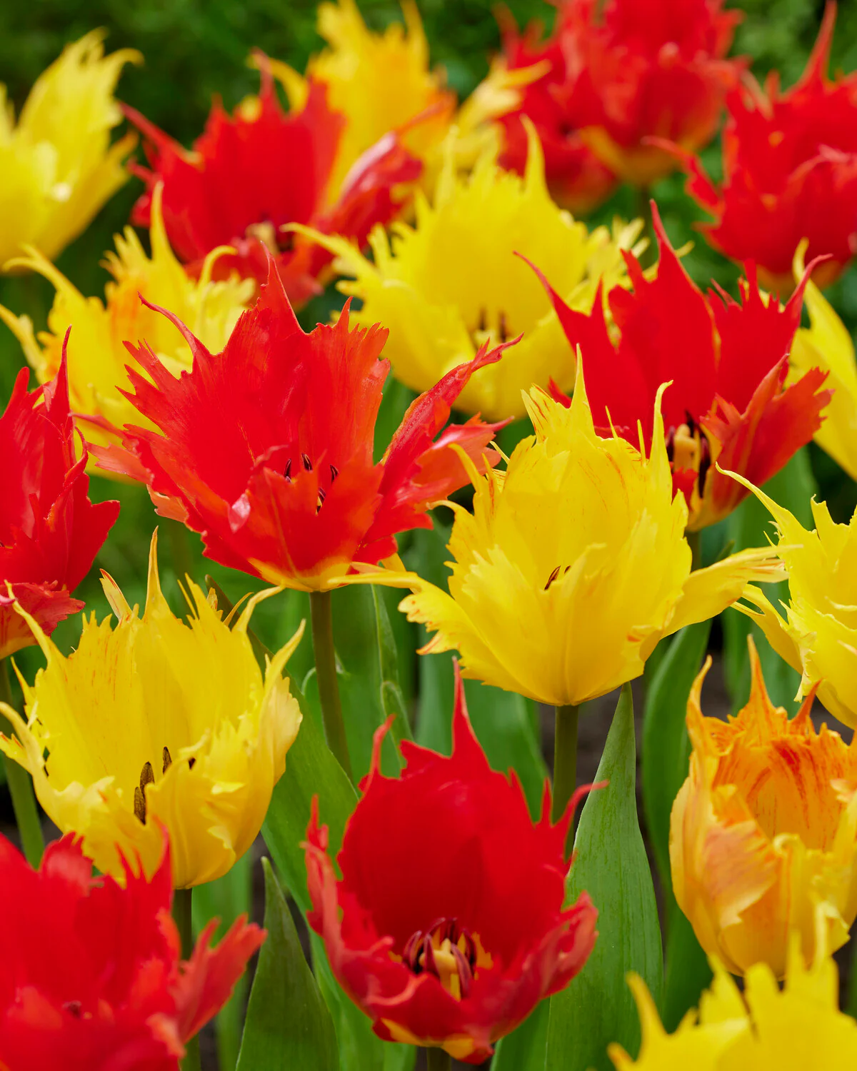 Tulip 'Robbedoes' - Image 12