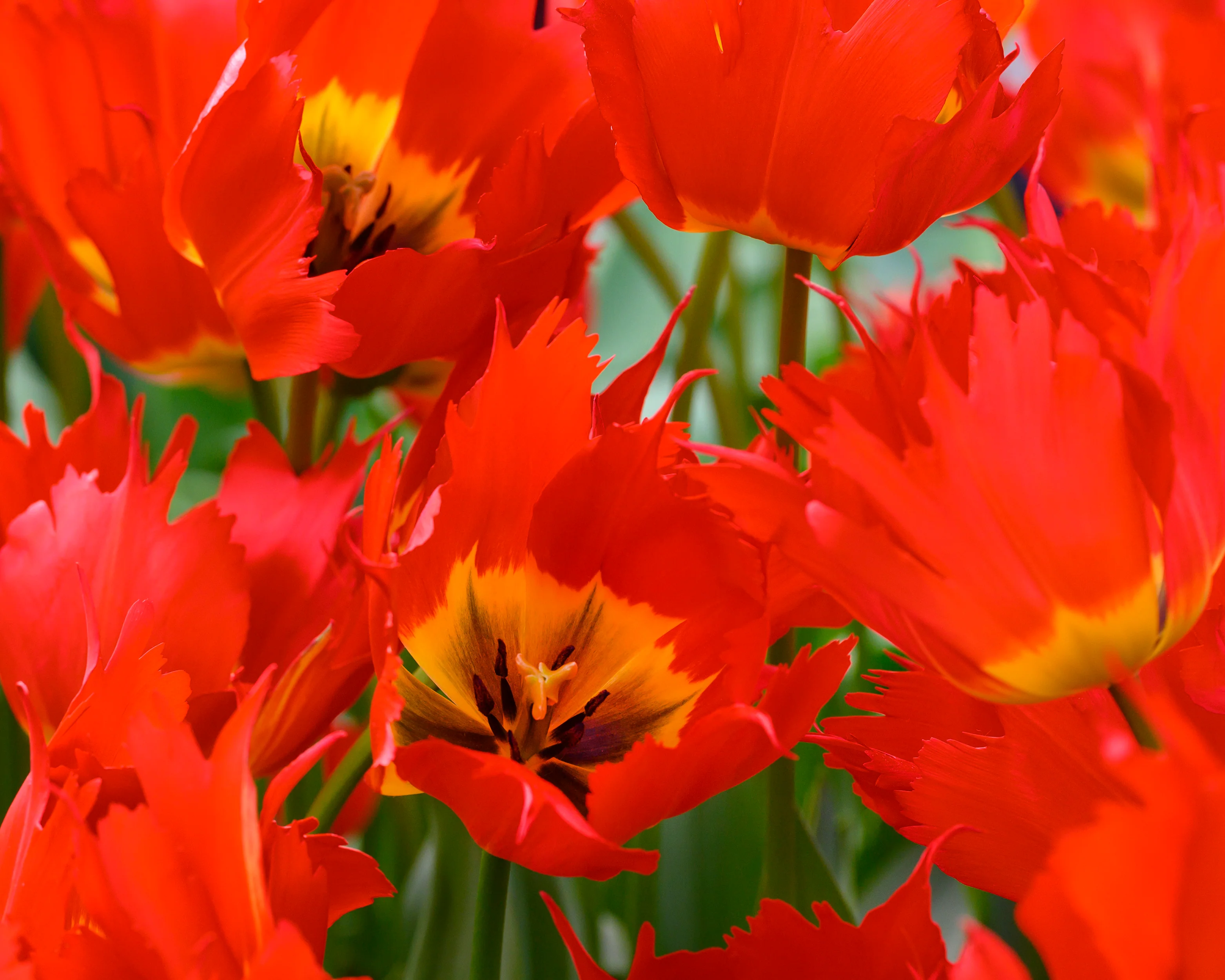 Tulip 'Robbedoes' - Image 3
