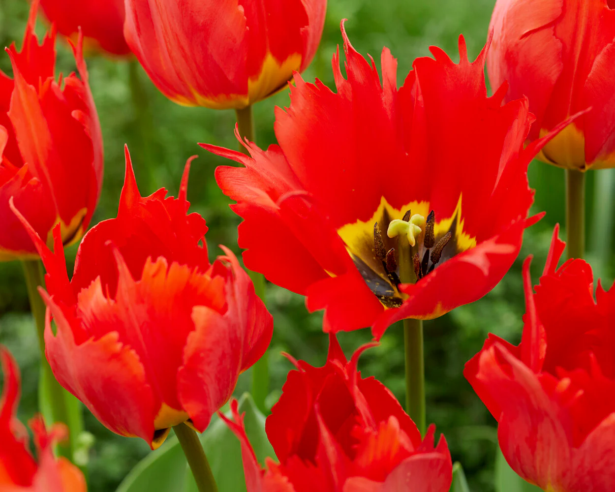 Tulip 'Robbedoes' - Image 6