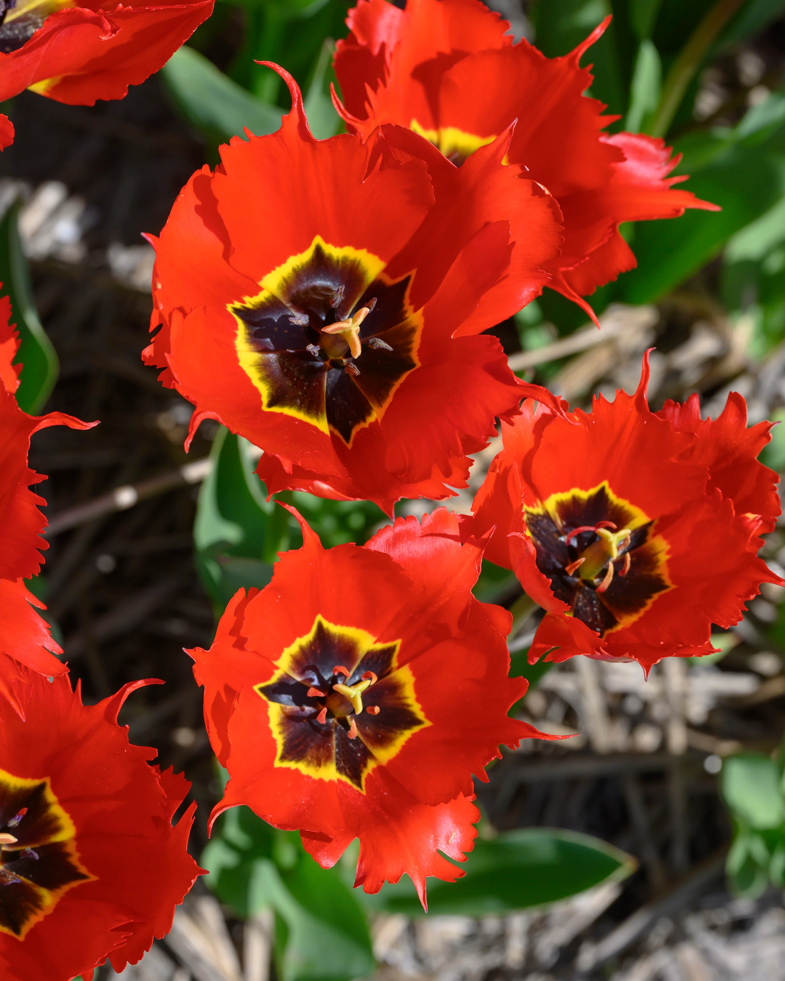 Tulip 'Robbedoes' - Image 7