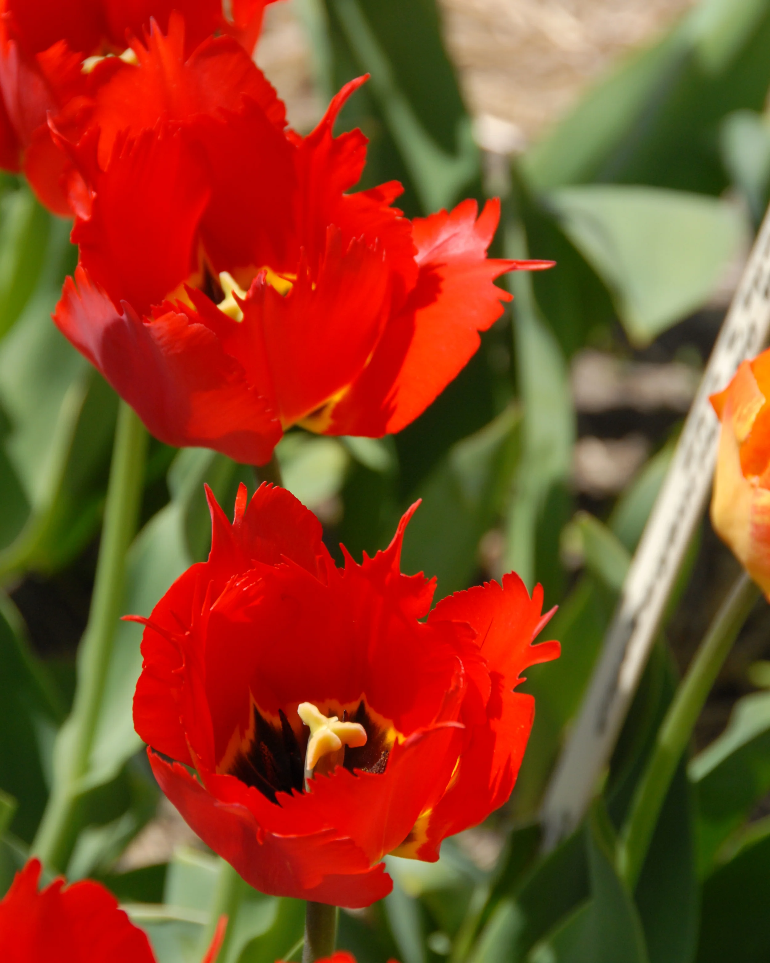 Tulip 'Robbedoes' - Image 8