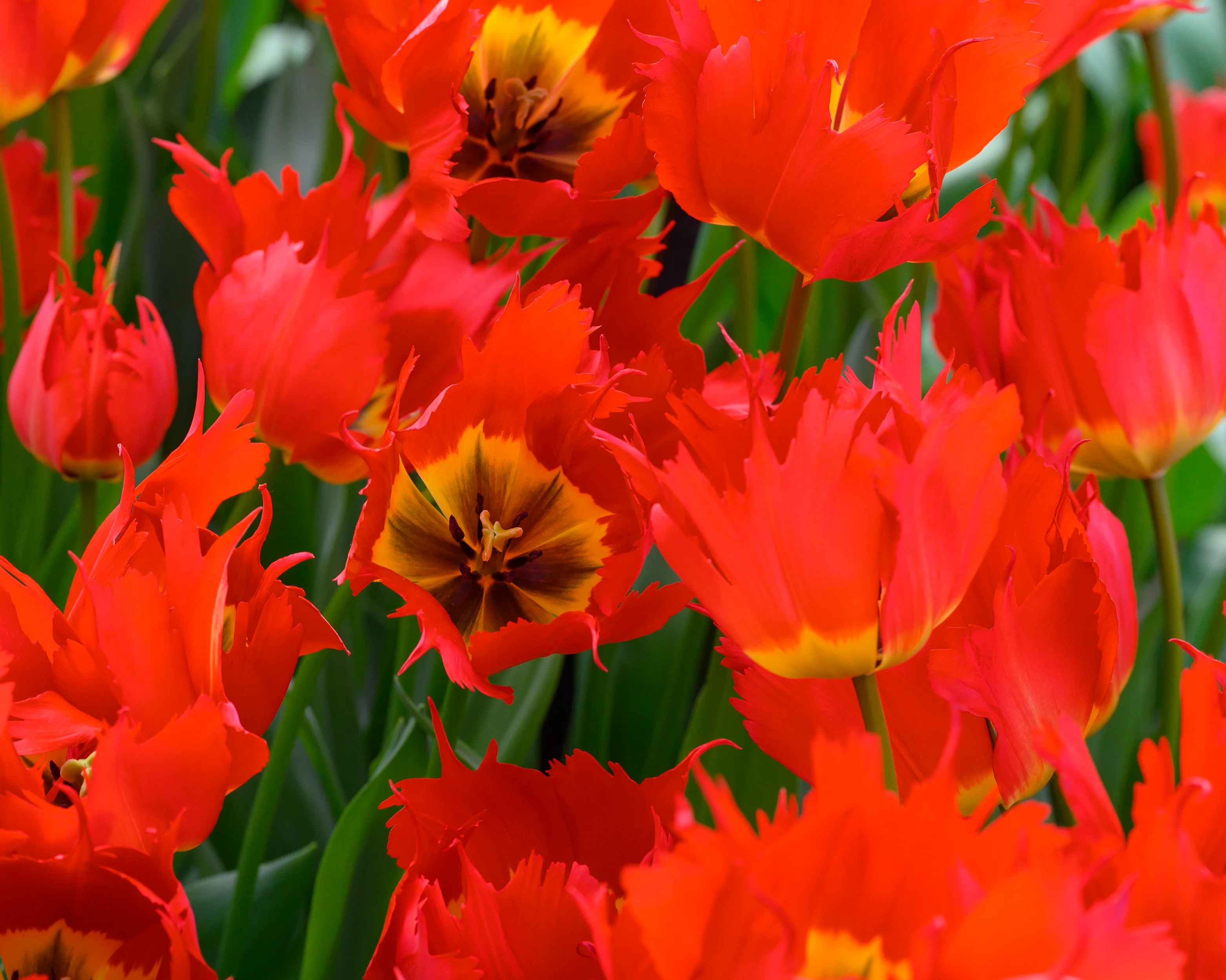 Tulip 'Robbedoes' - Image 9