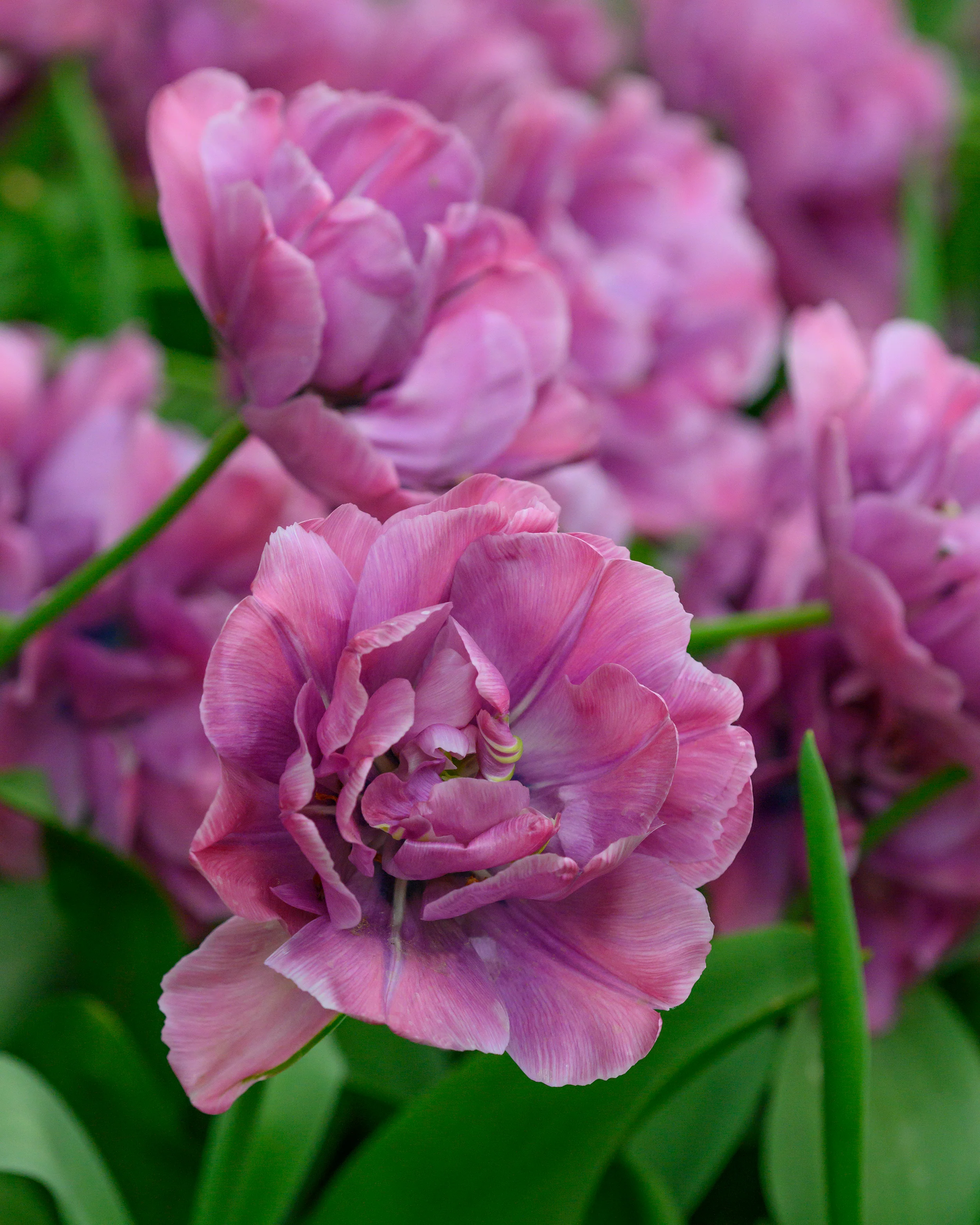 Tulip 'Rosy Diamond' - Image 2
