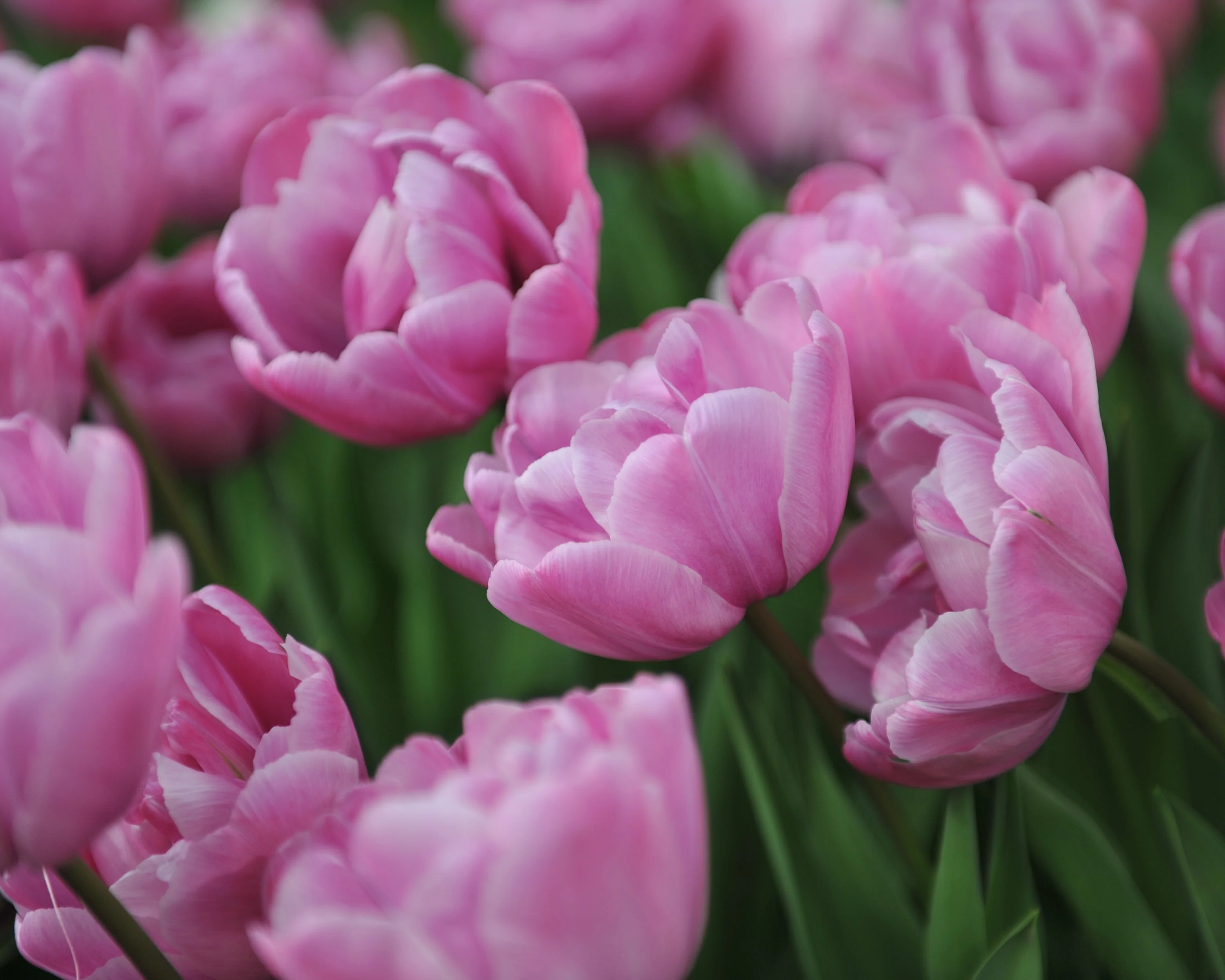 Tulip 'Rosy Diamond' - Image 5