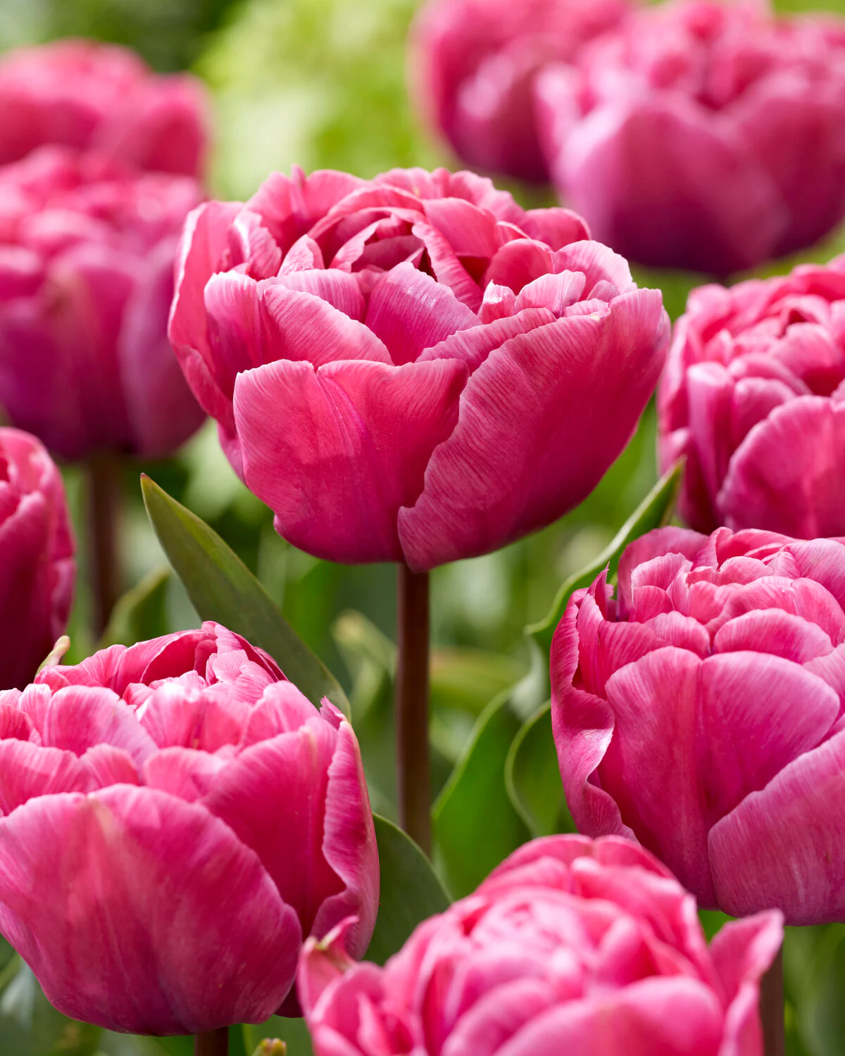 Tulip 'Rosy Diamond' - Image 6