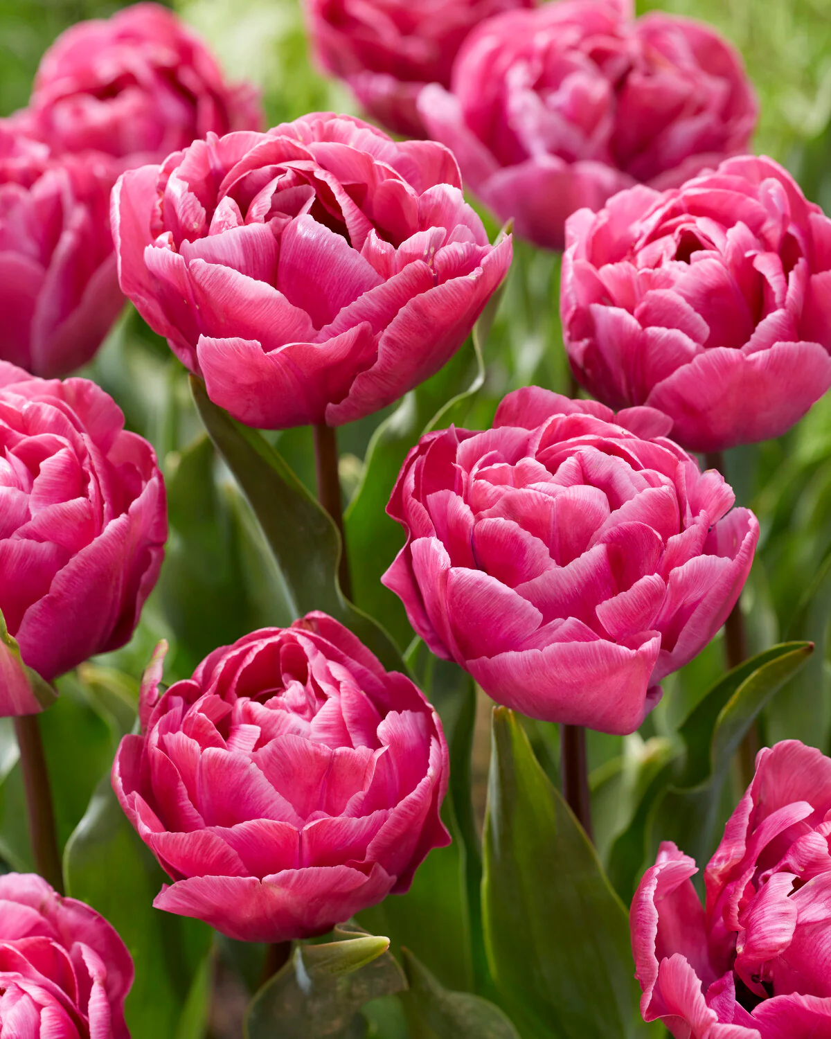 Tulip 'Rosy Diamond' - Image 8