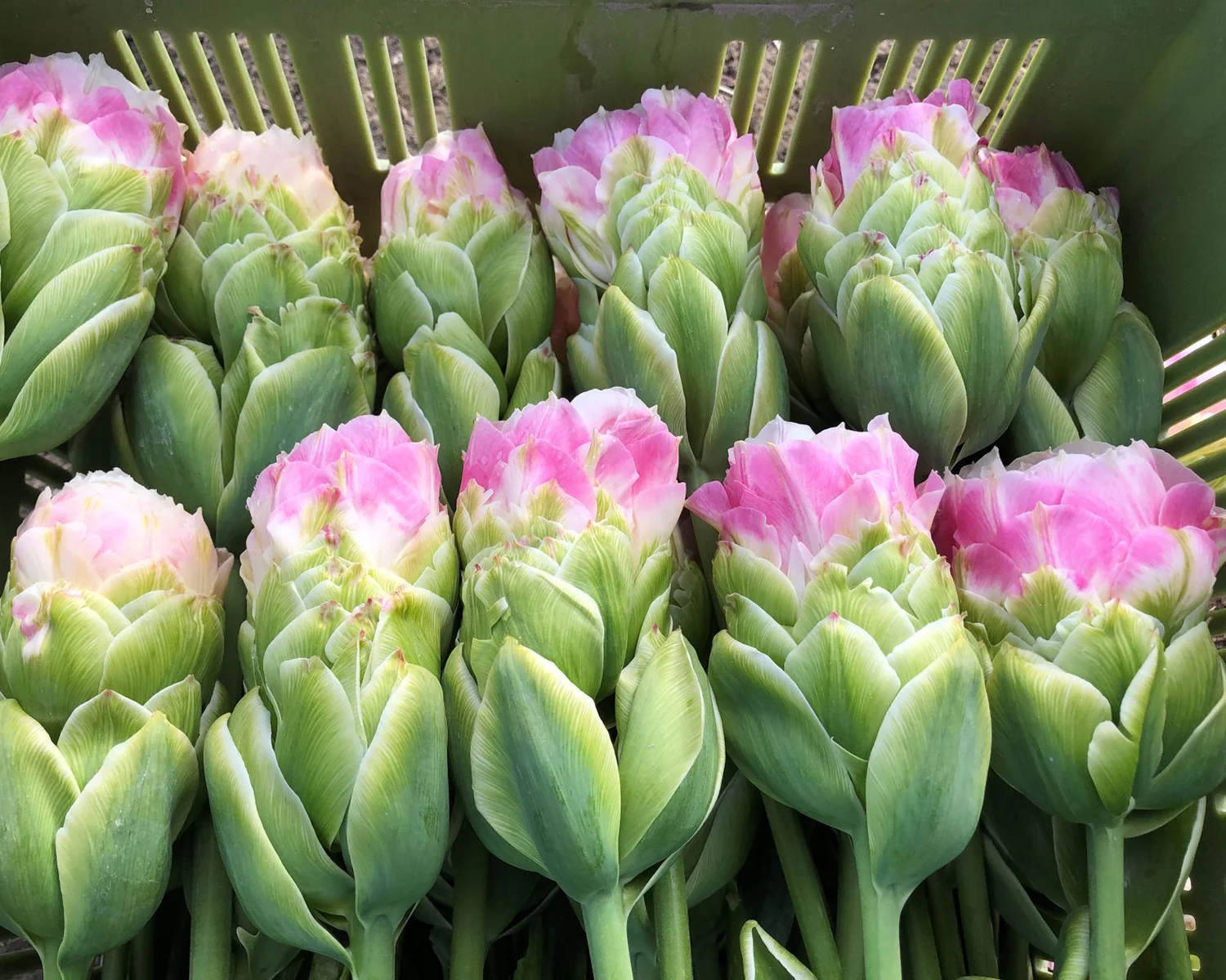 Tulip 'Royal Tower' - Image 2
