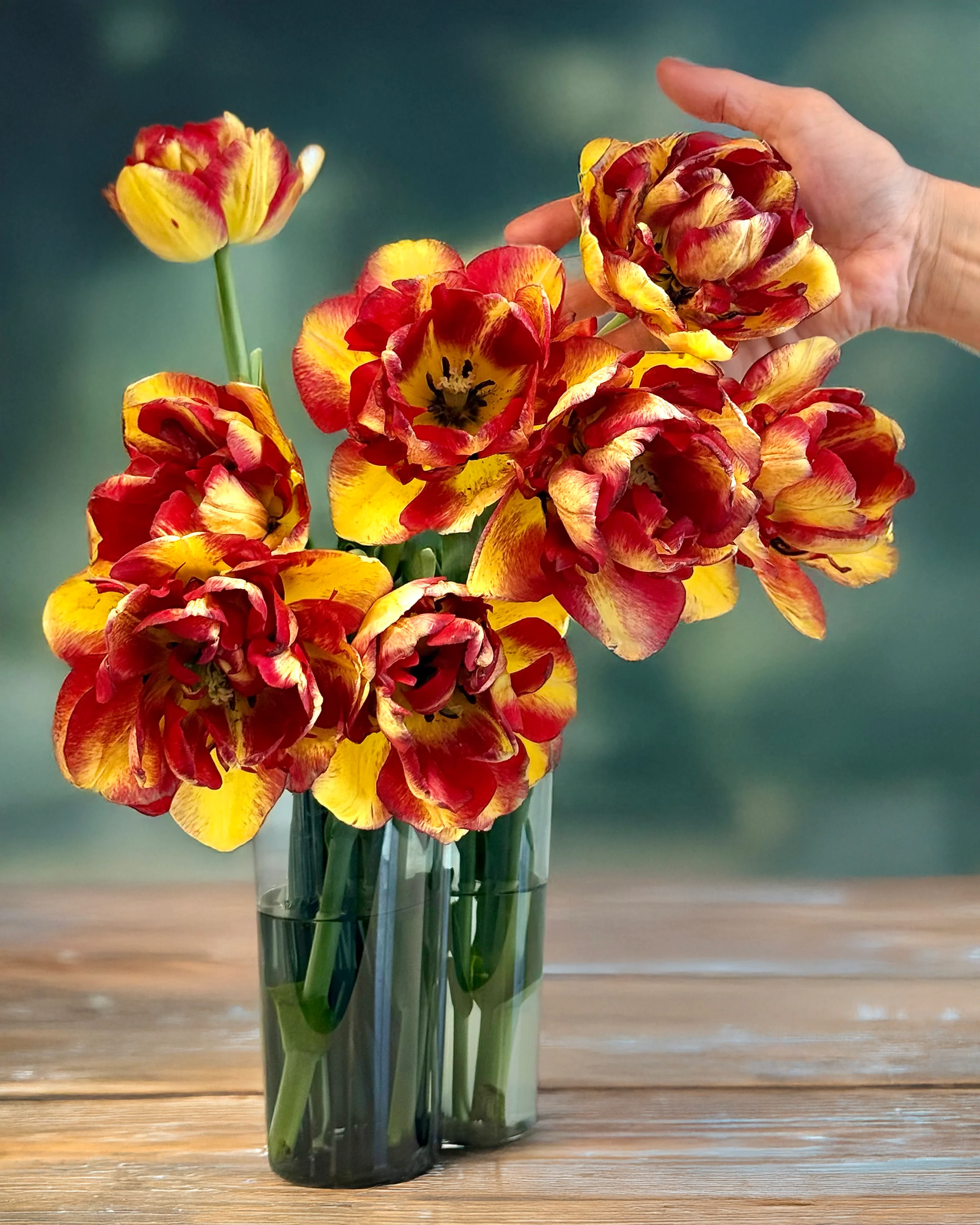 Tulip 'Mayfair' - Image 3