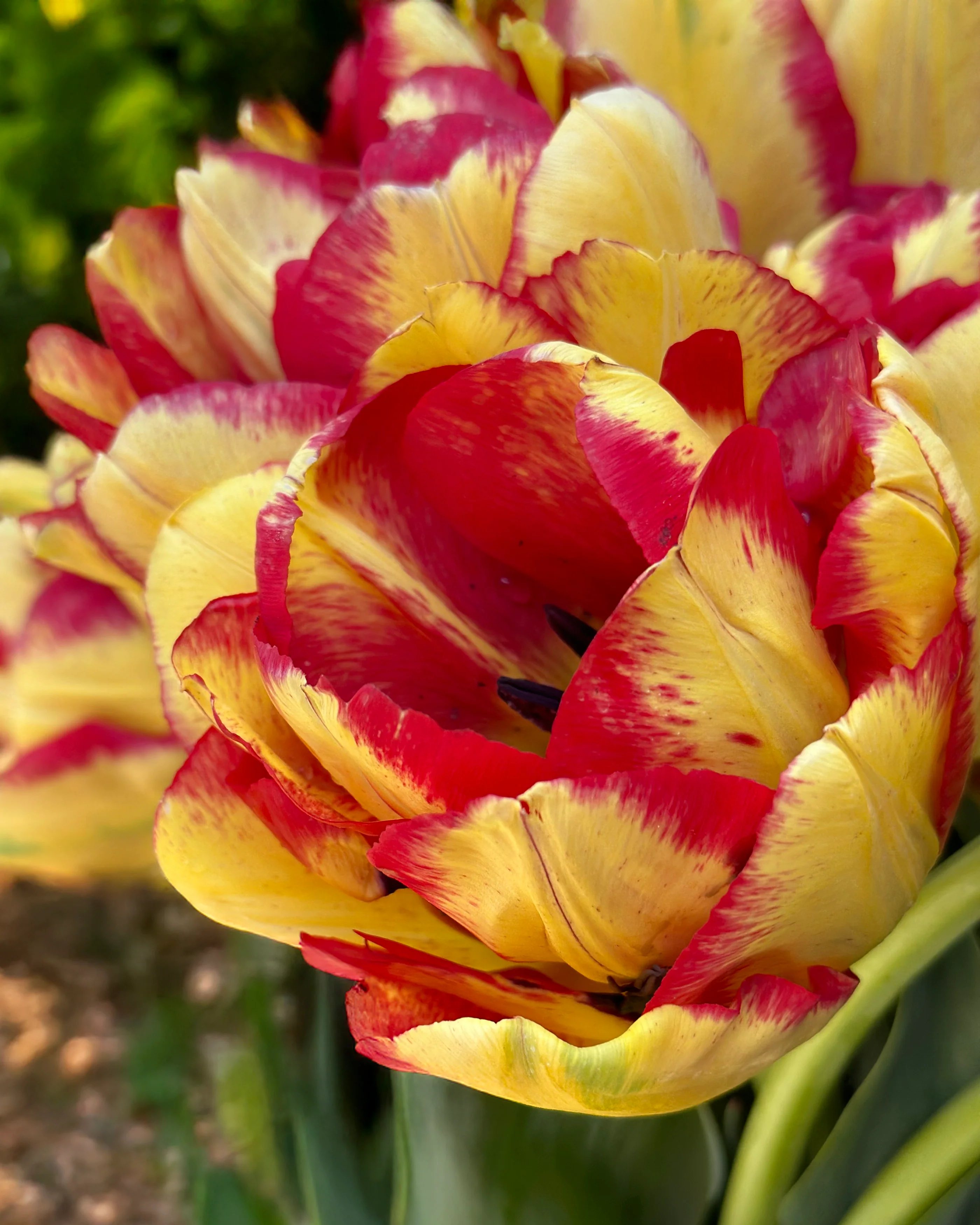 Tulip 'Mayfair' - Image 4