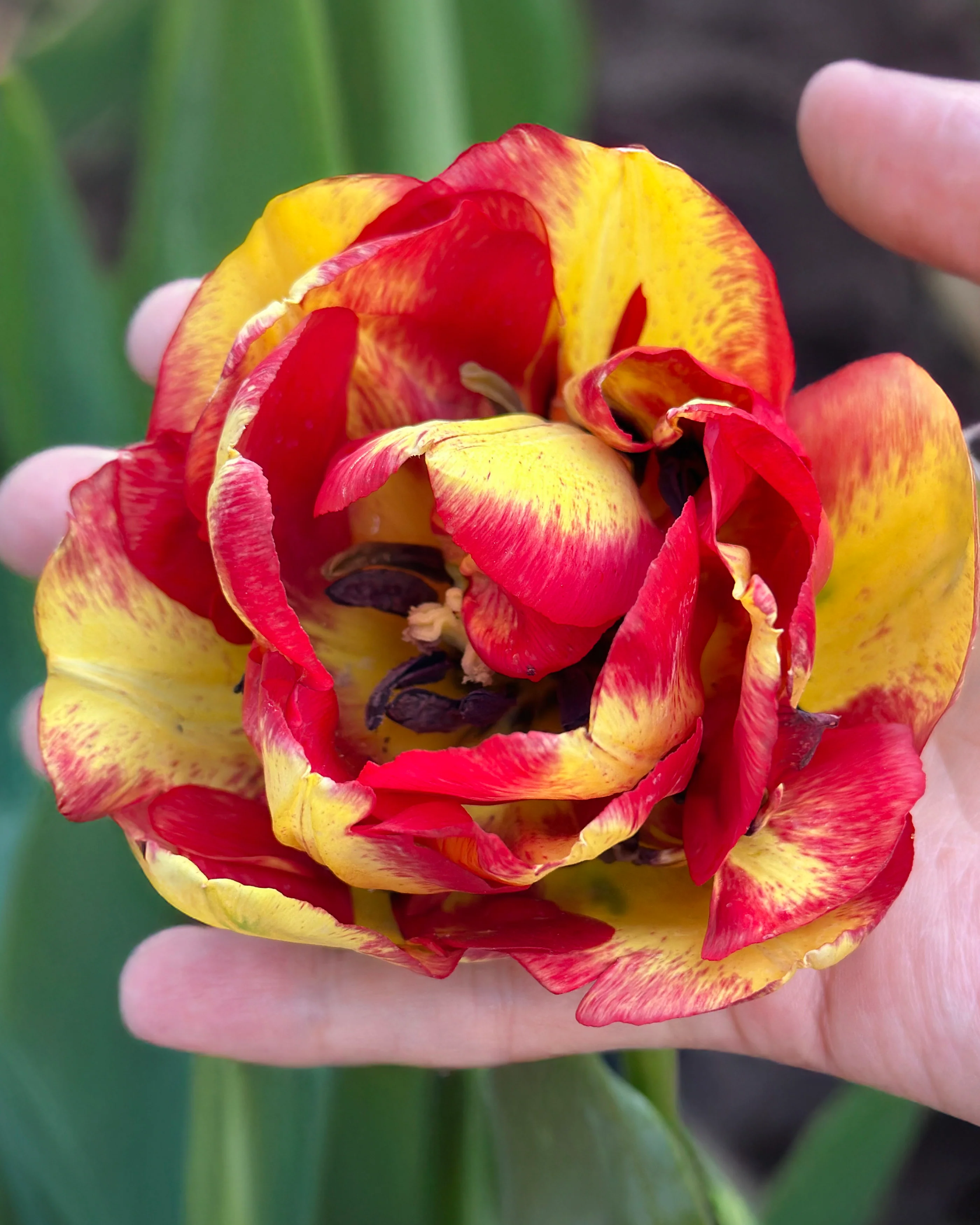 Tulip 'Mayfair' - Image 5