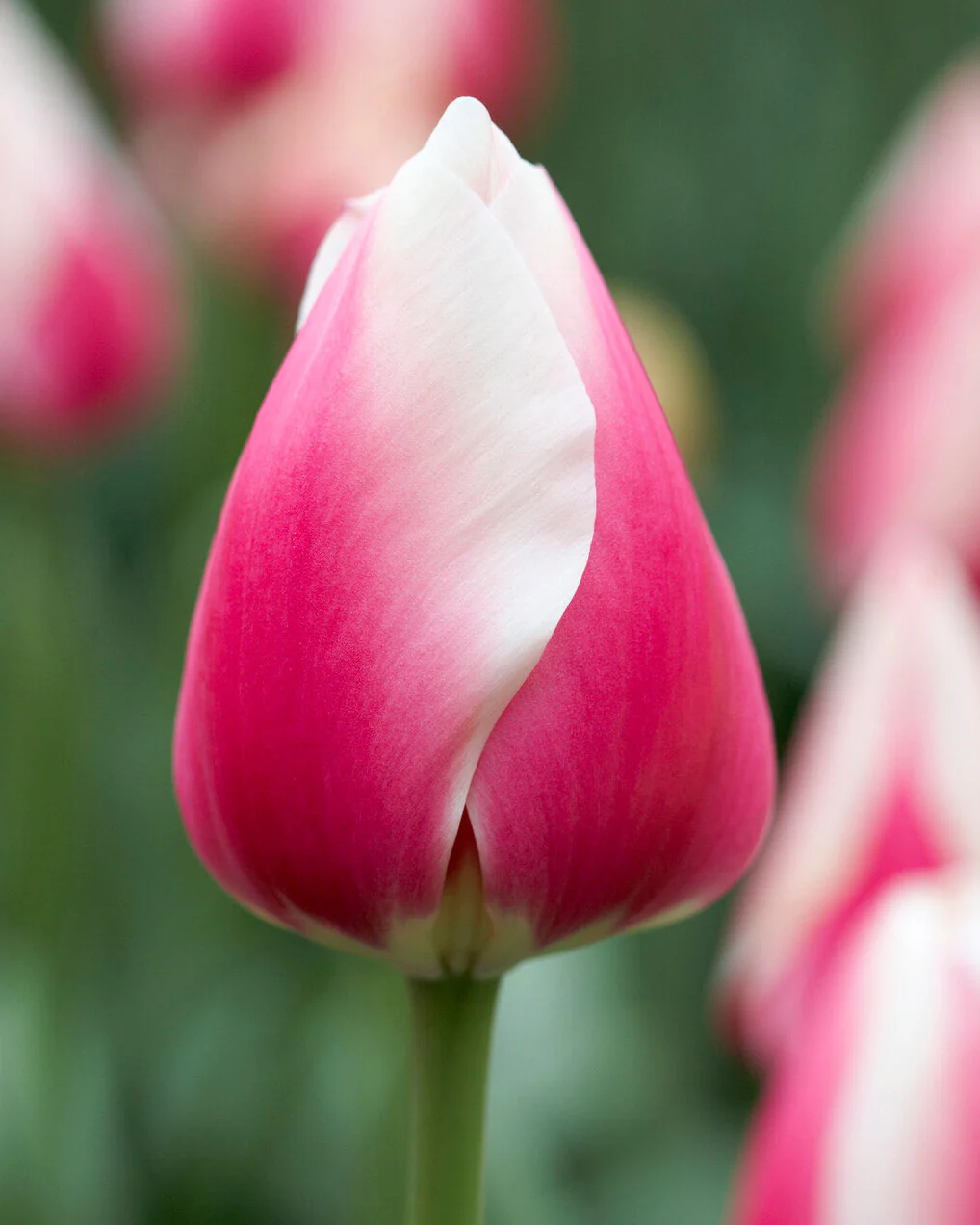 Tulip 'Russian Princess'
