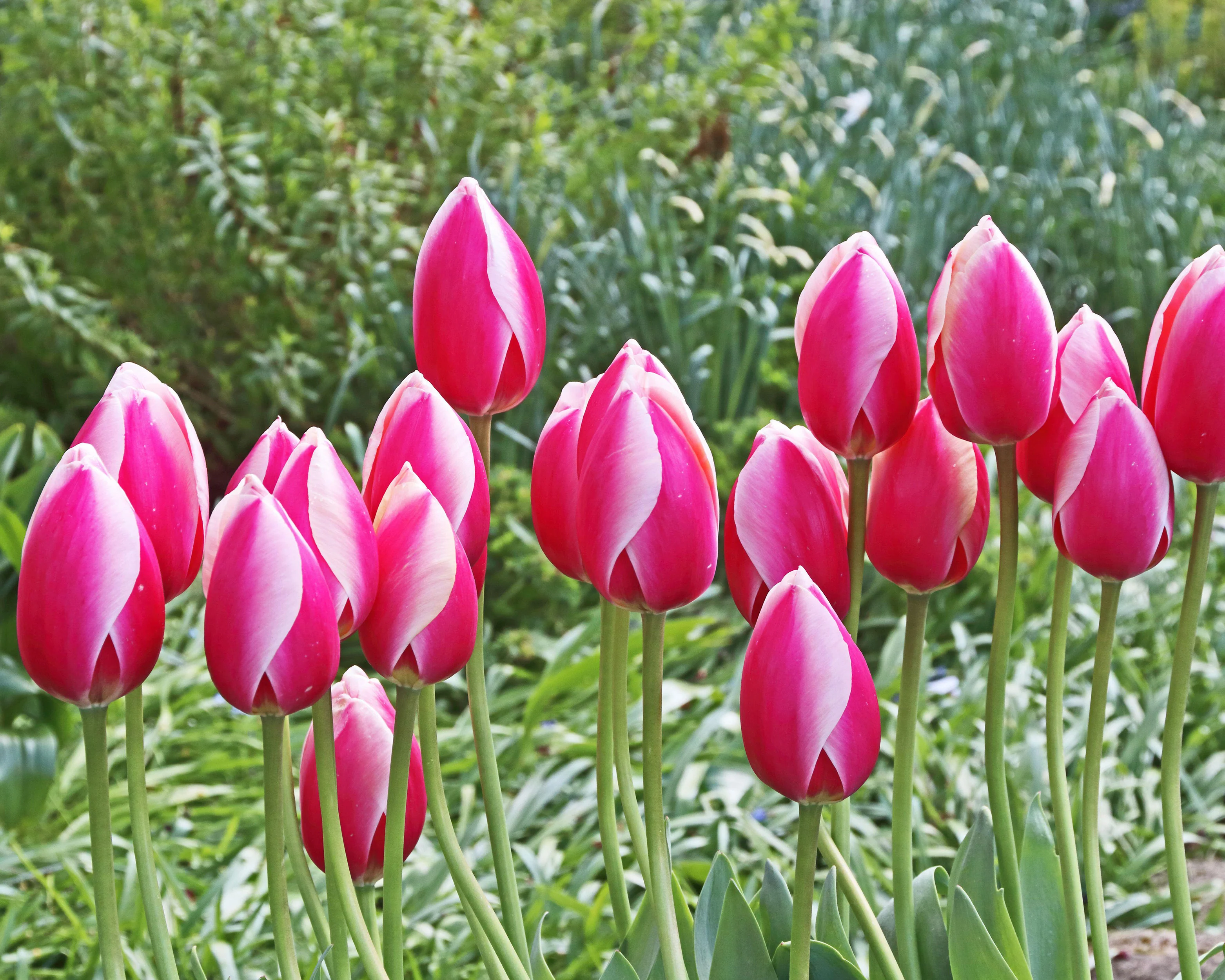 Tulip 'Russian Princess' - Image 2