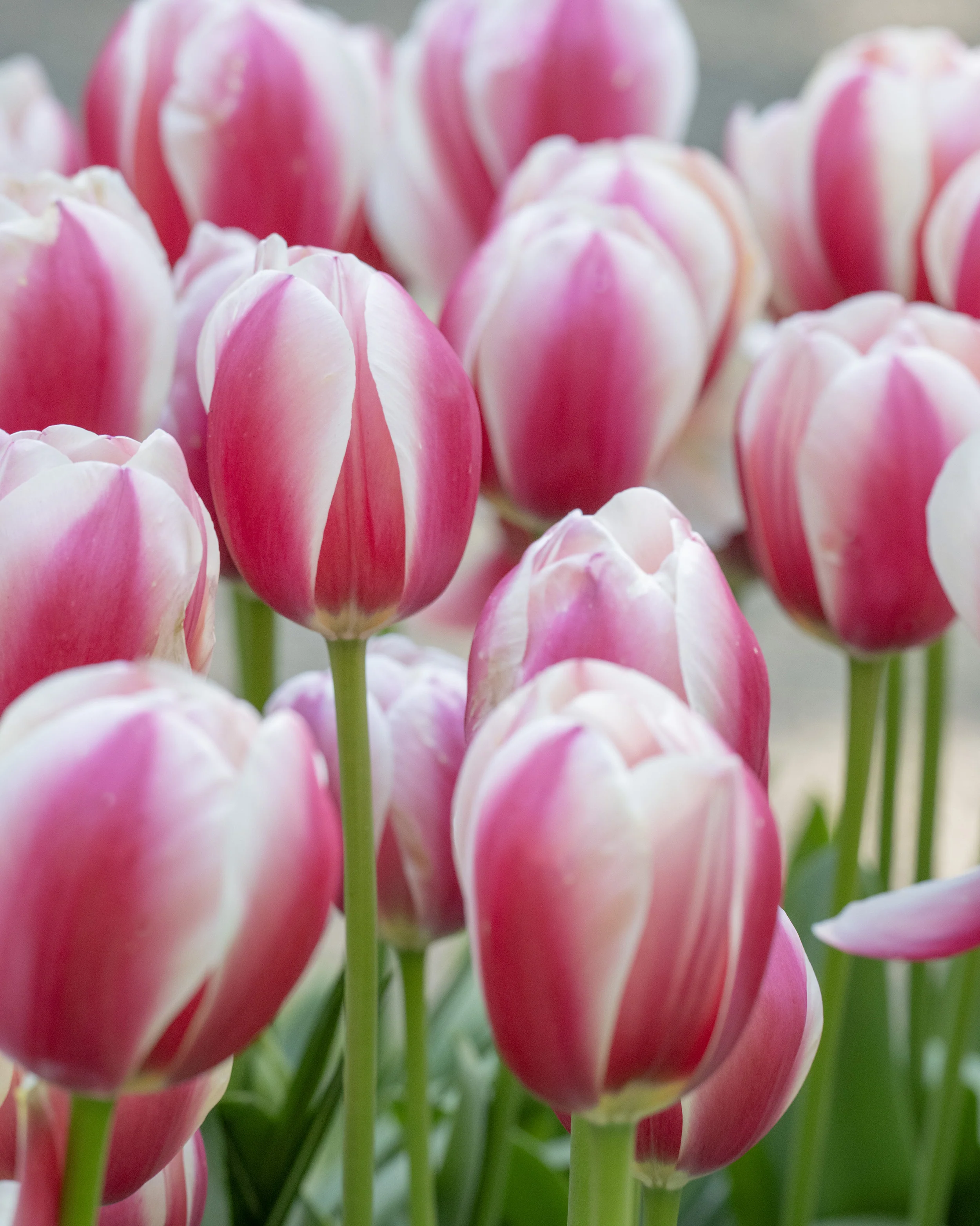 Tulip 'Russian Princess' - Image 3