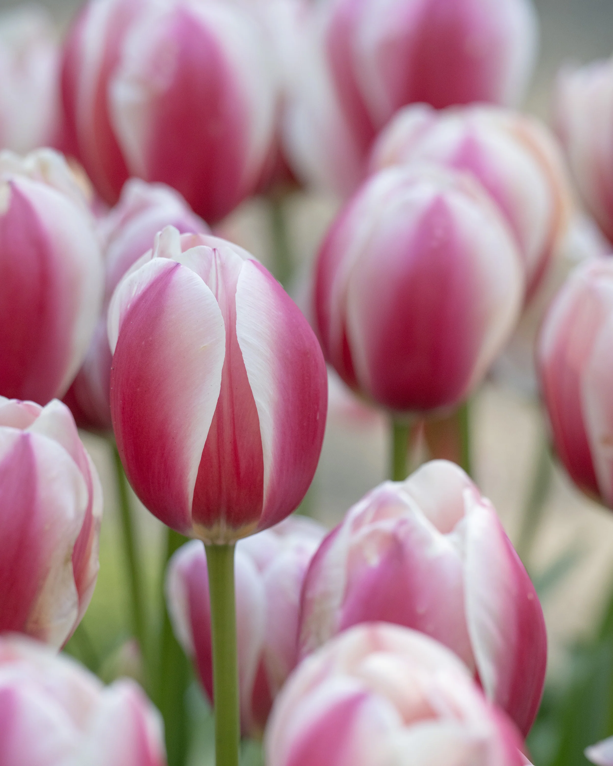 Tulip 'Russian Princess' - Image 7