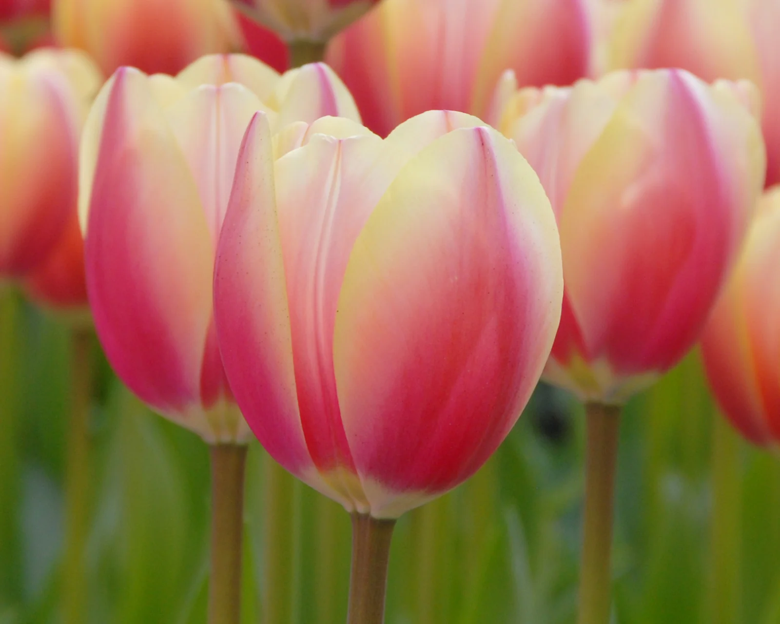Tulip 'Russian Princess' - Image 8