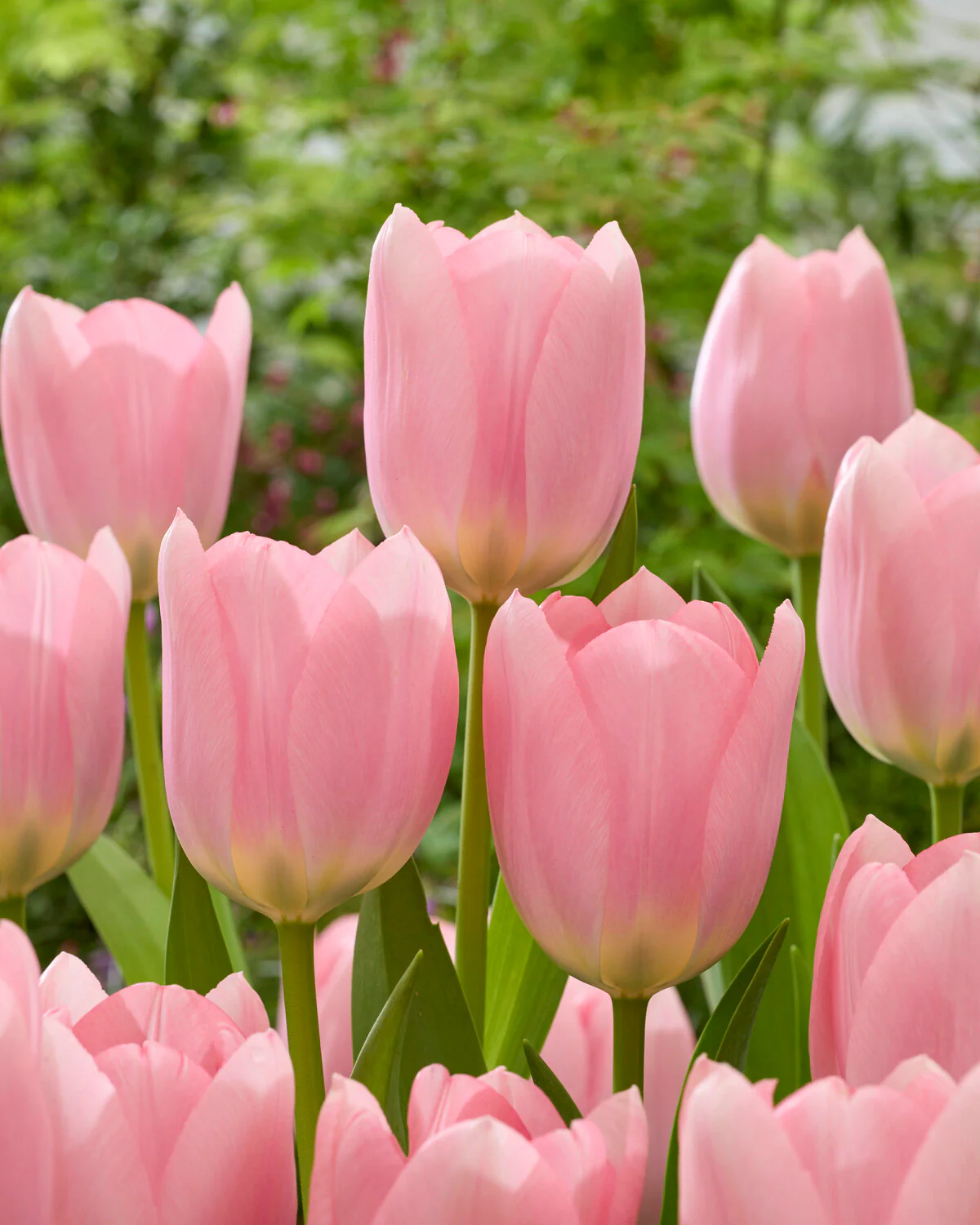 Tulip 'Salmon Dessert' - Image 2