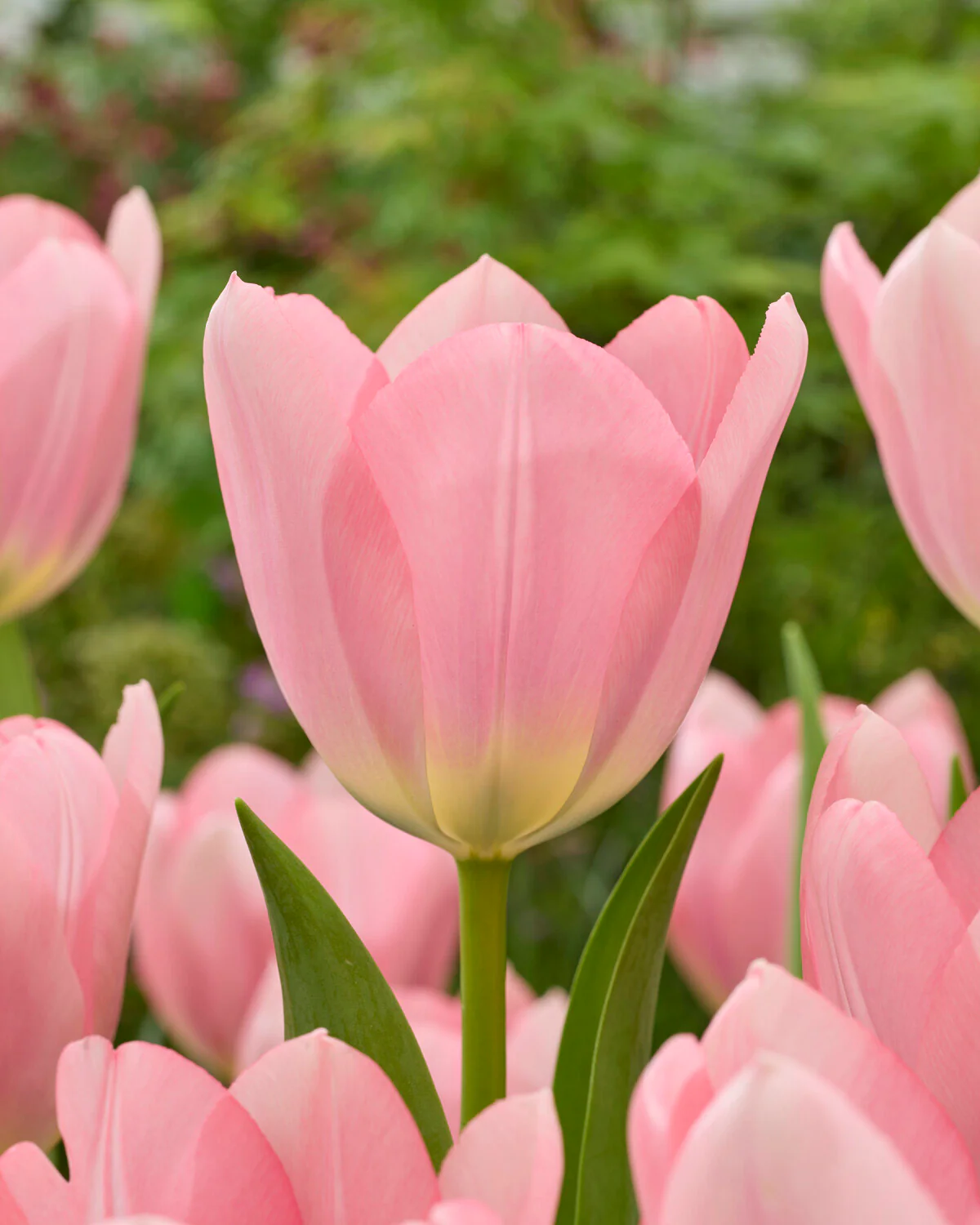 Tulip 'Salmon Dessert' - Image 3