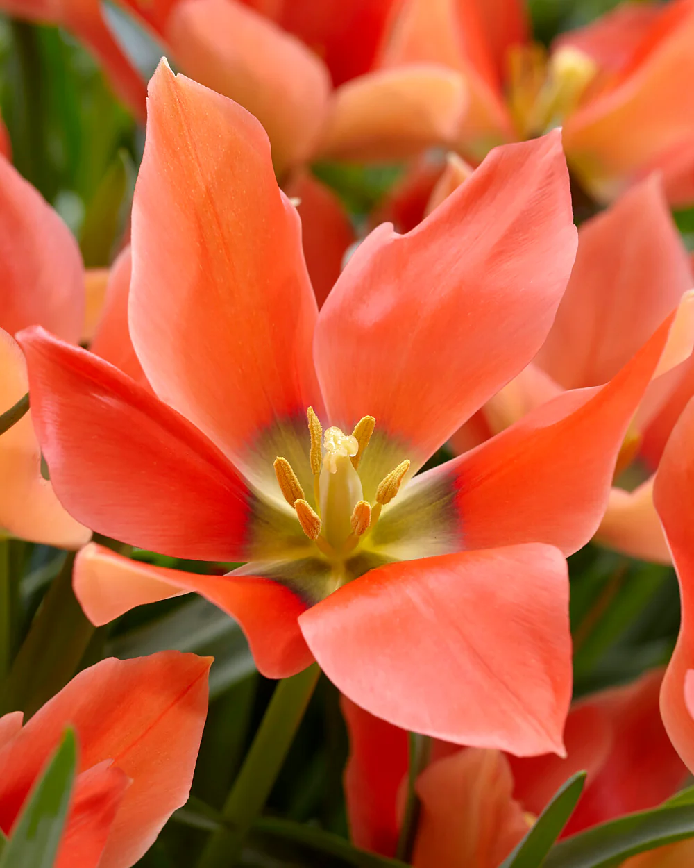 Tulip 'Salmon Gem' - Image 2
