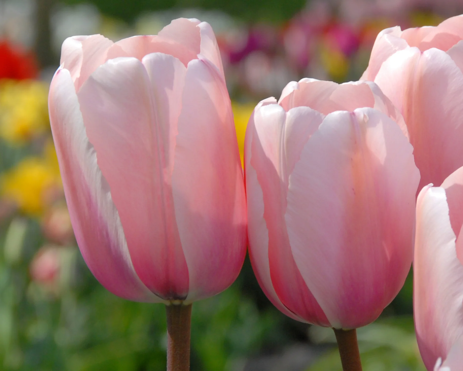 Tulip 'Salmon Impression' - Image 10