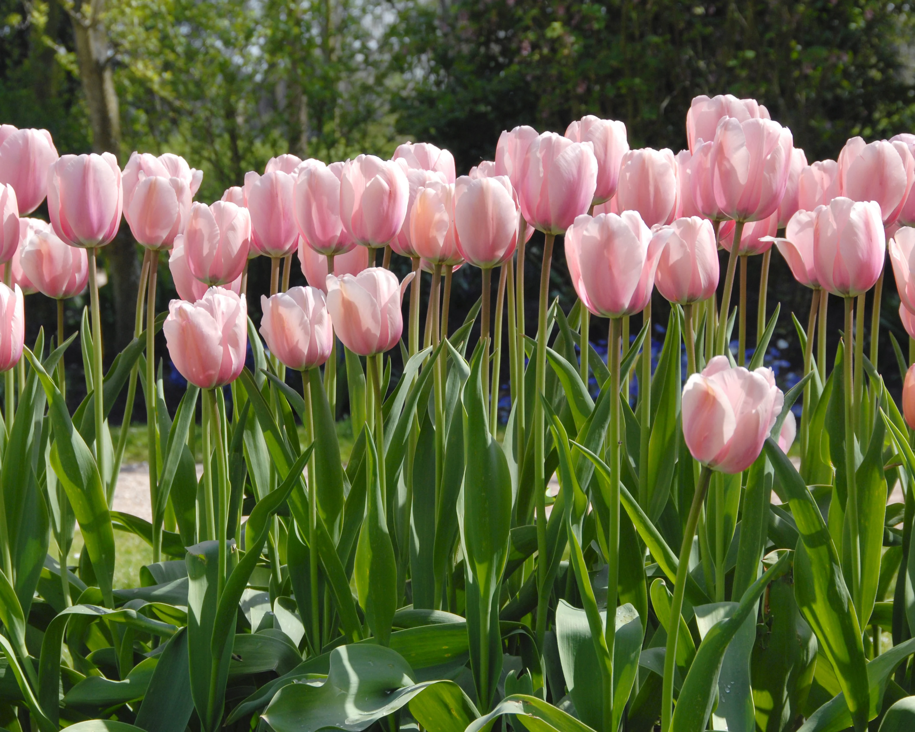Tulip 'Salmon Impression' - Image 11