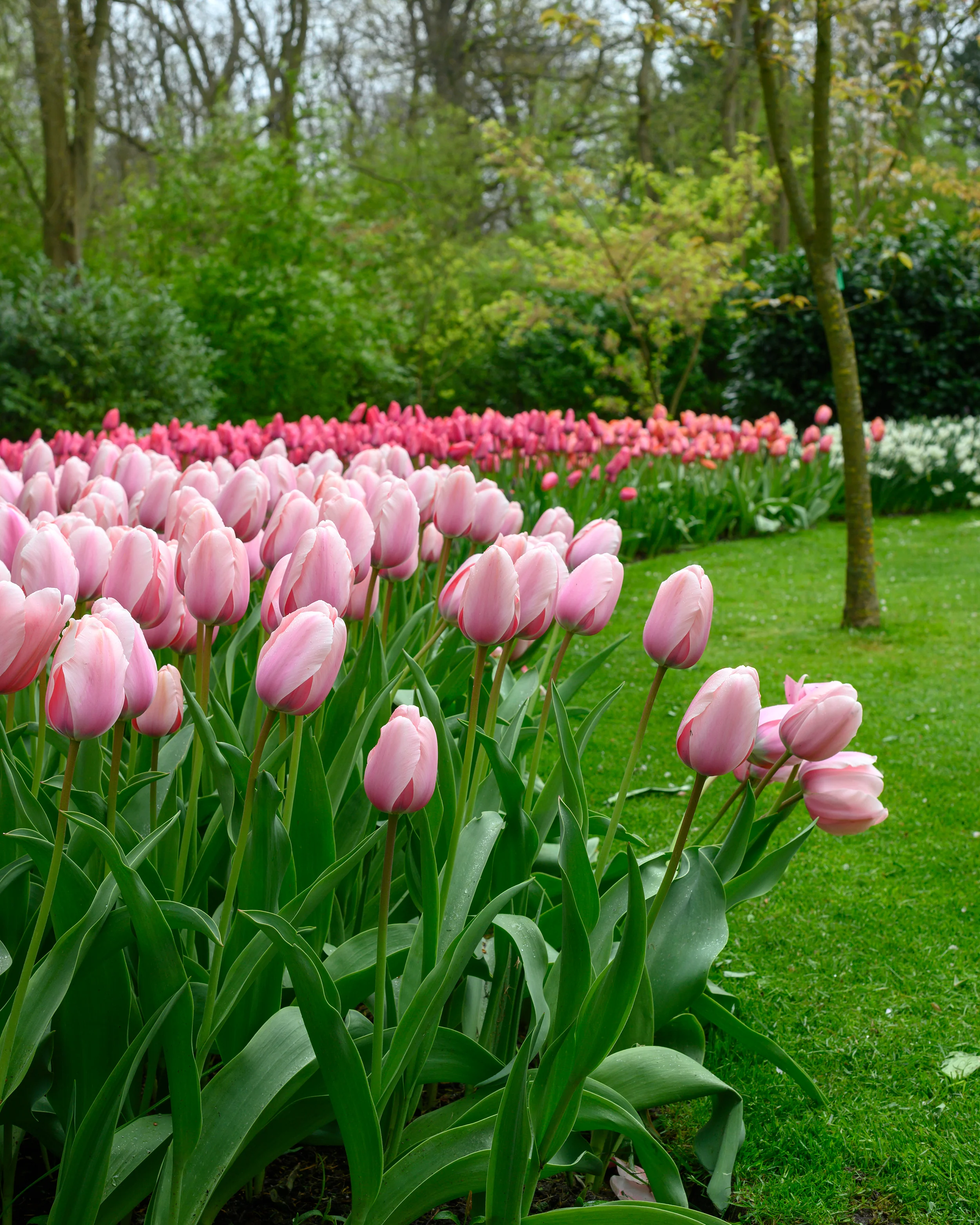 Tulip 'Salmon Impression' - Image 12