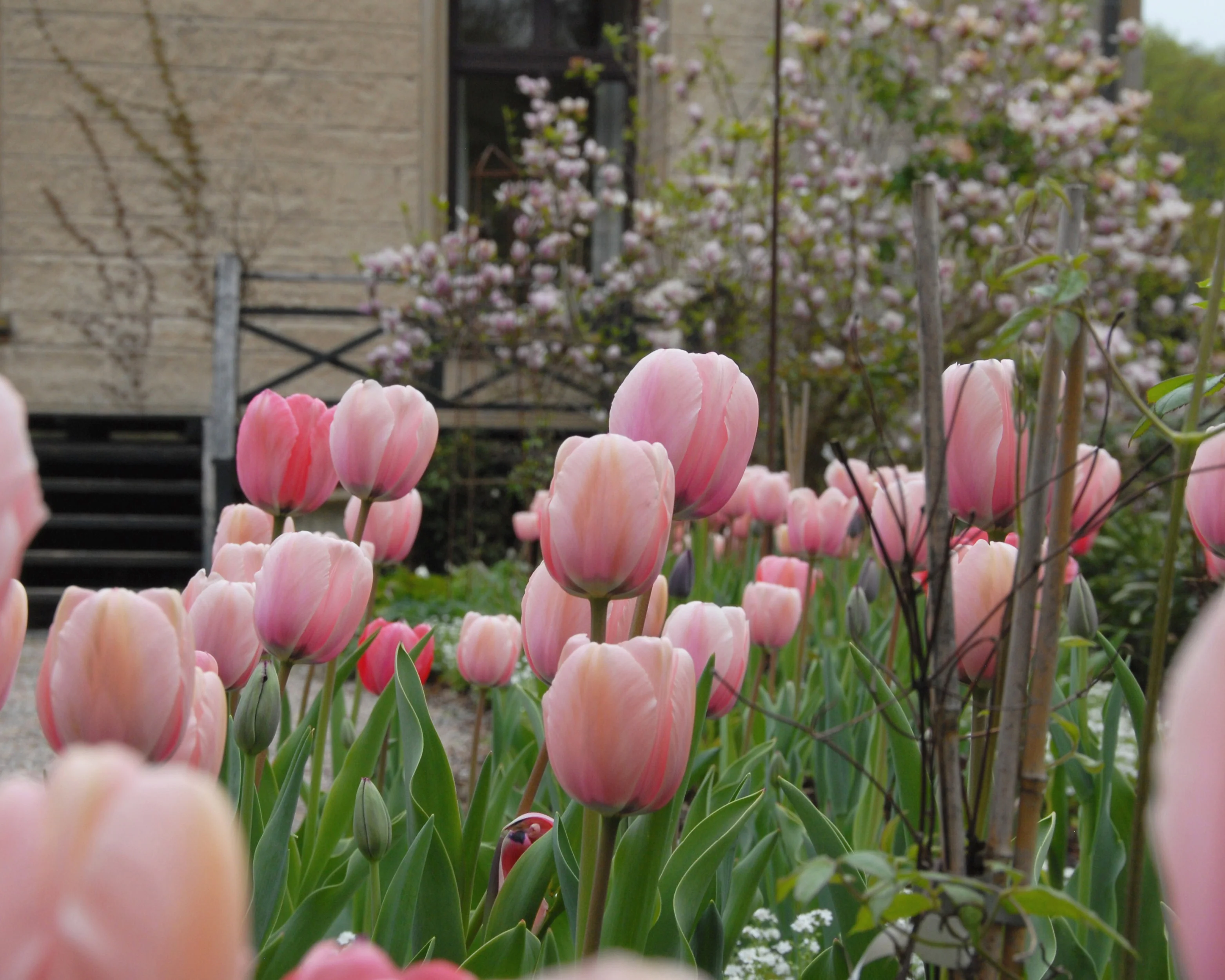 Tulip 'Salmon Impression' - Image 13