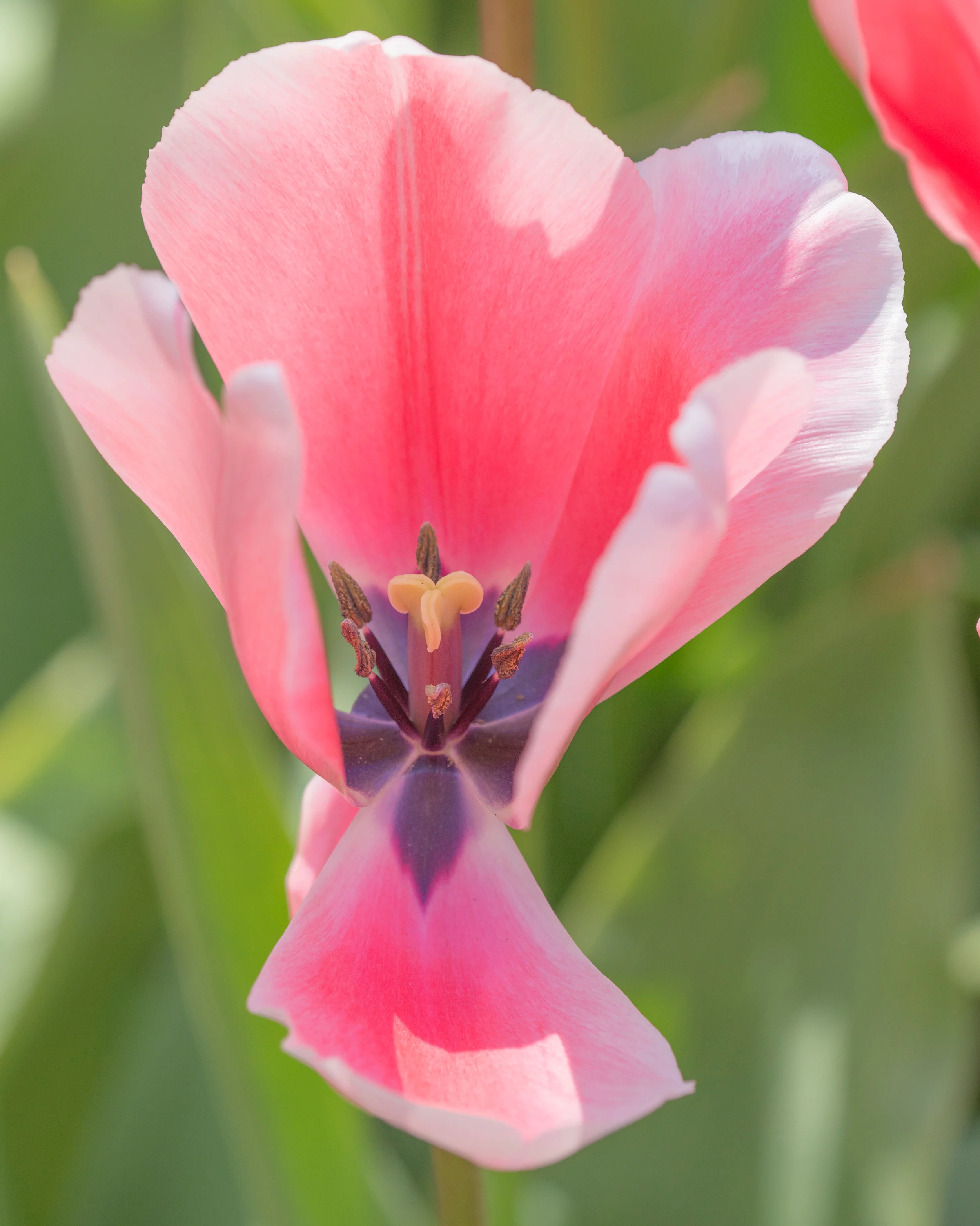 Tulip 'Salmon Impression' - Image 14