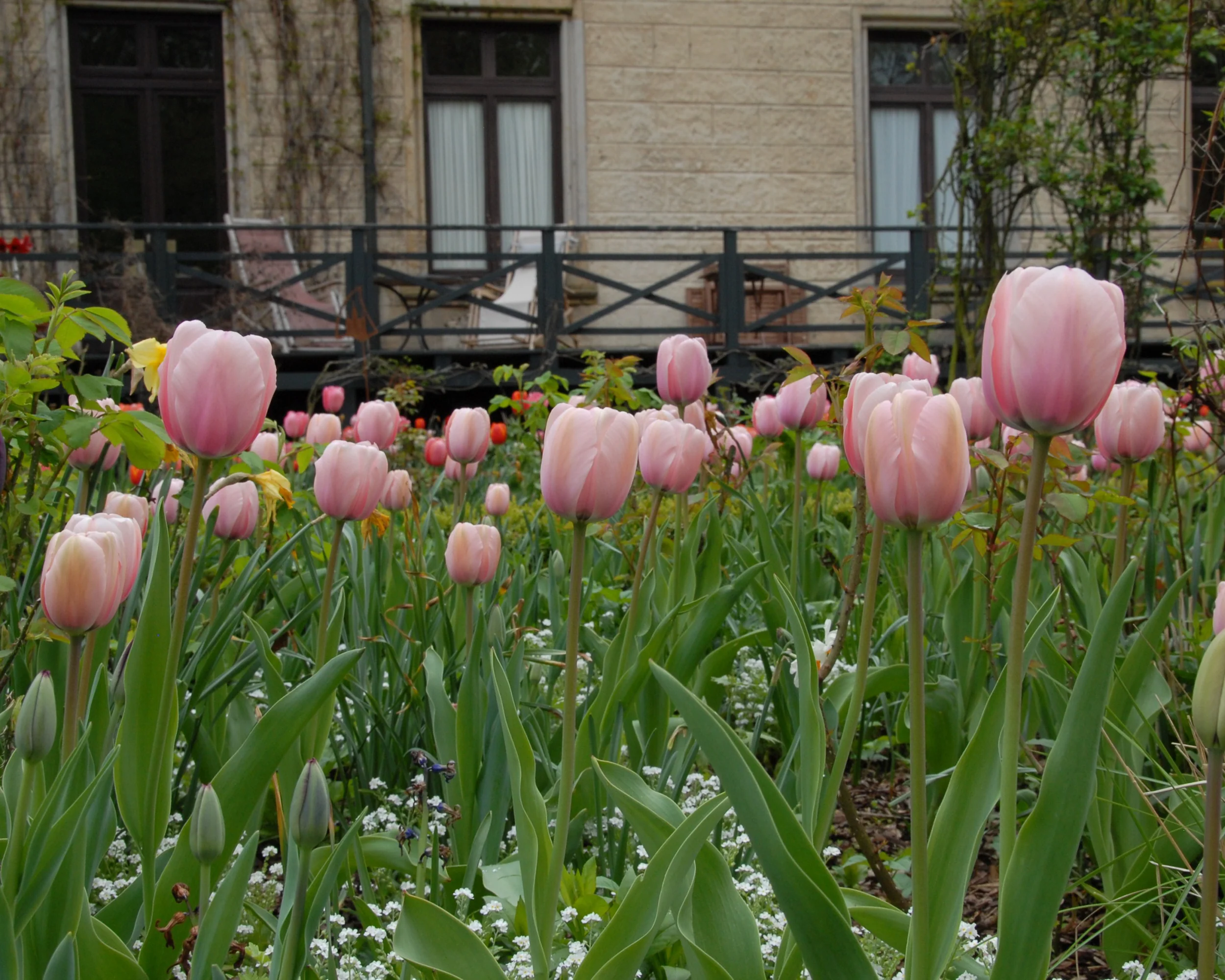Tulip 'Salmon Impression' - Image 15