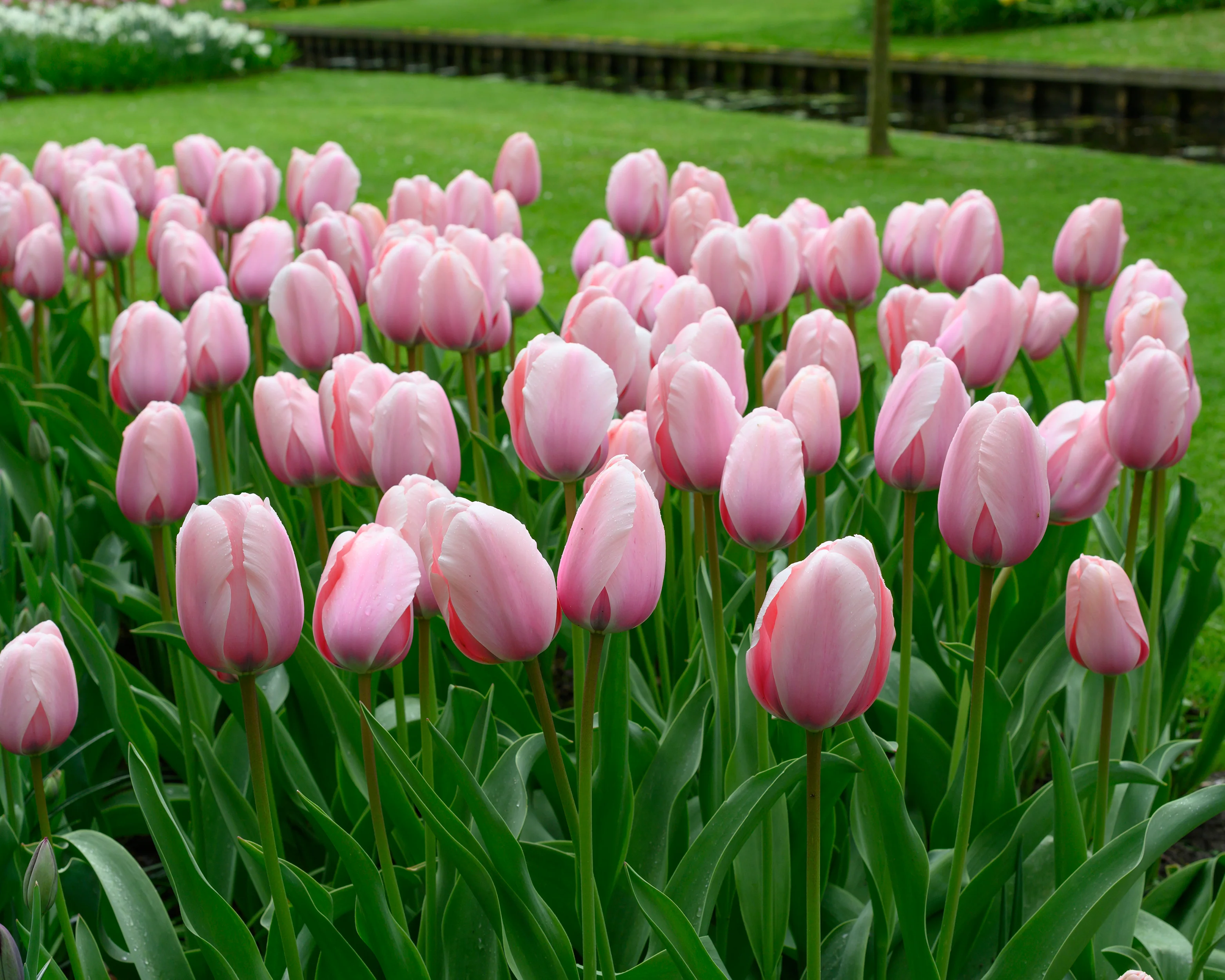 Tulip 'Salmon Impression' - Image 2